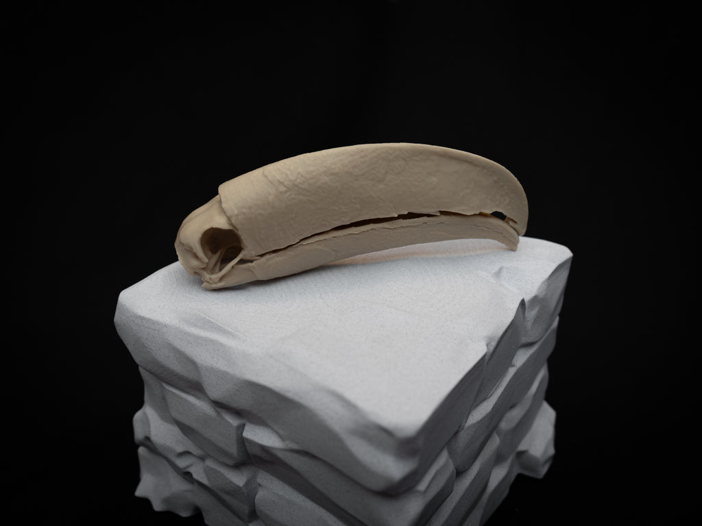 Toucan Skull Replica – Life Size 3D Printed Bird Skull Display