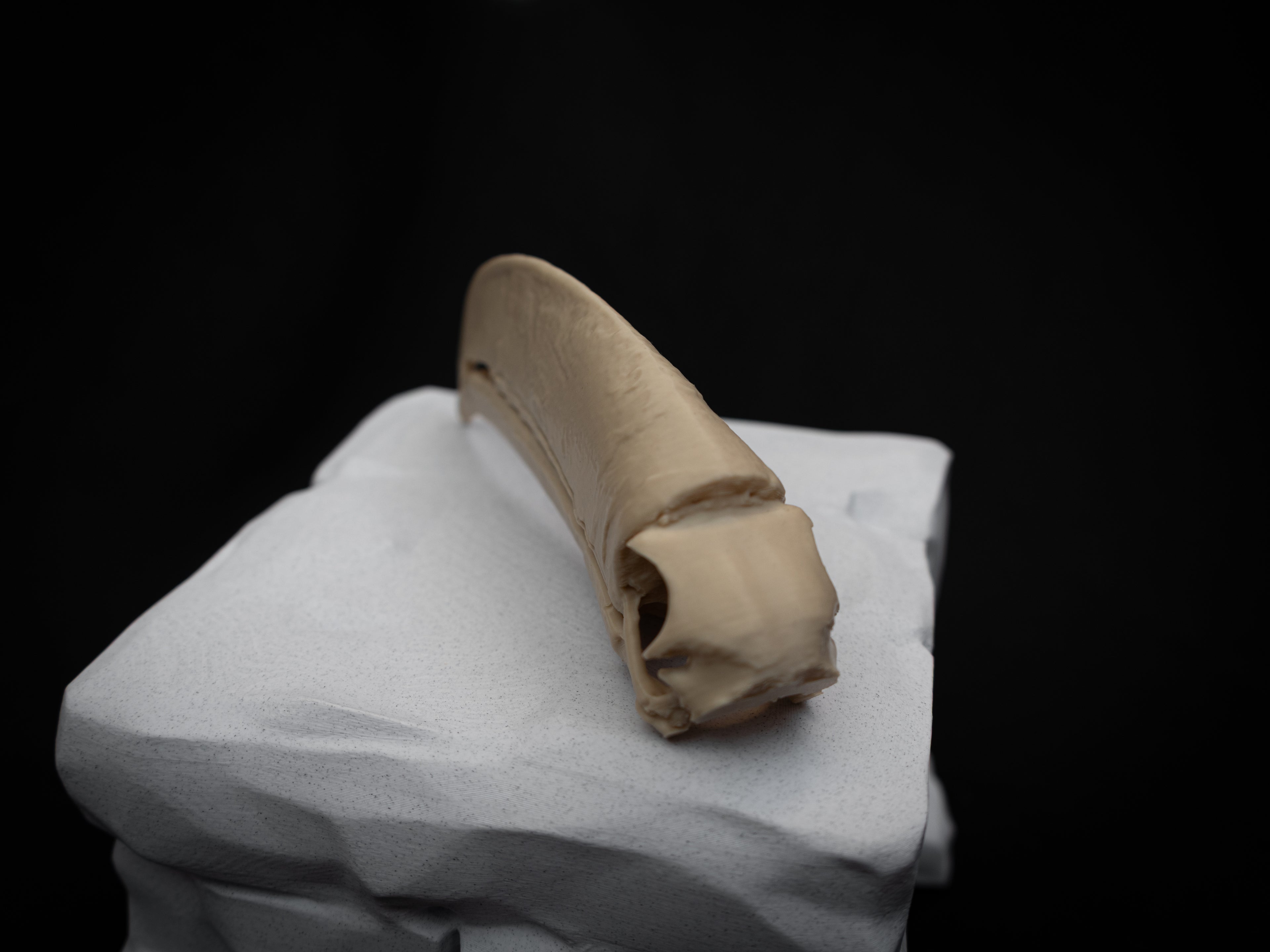 Toucan Skull Replica – Life Size 3D Printed Bird Skull Display