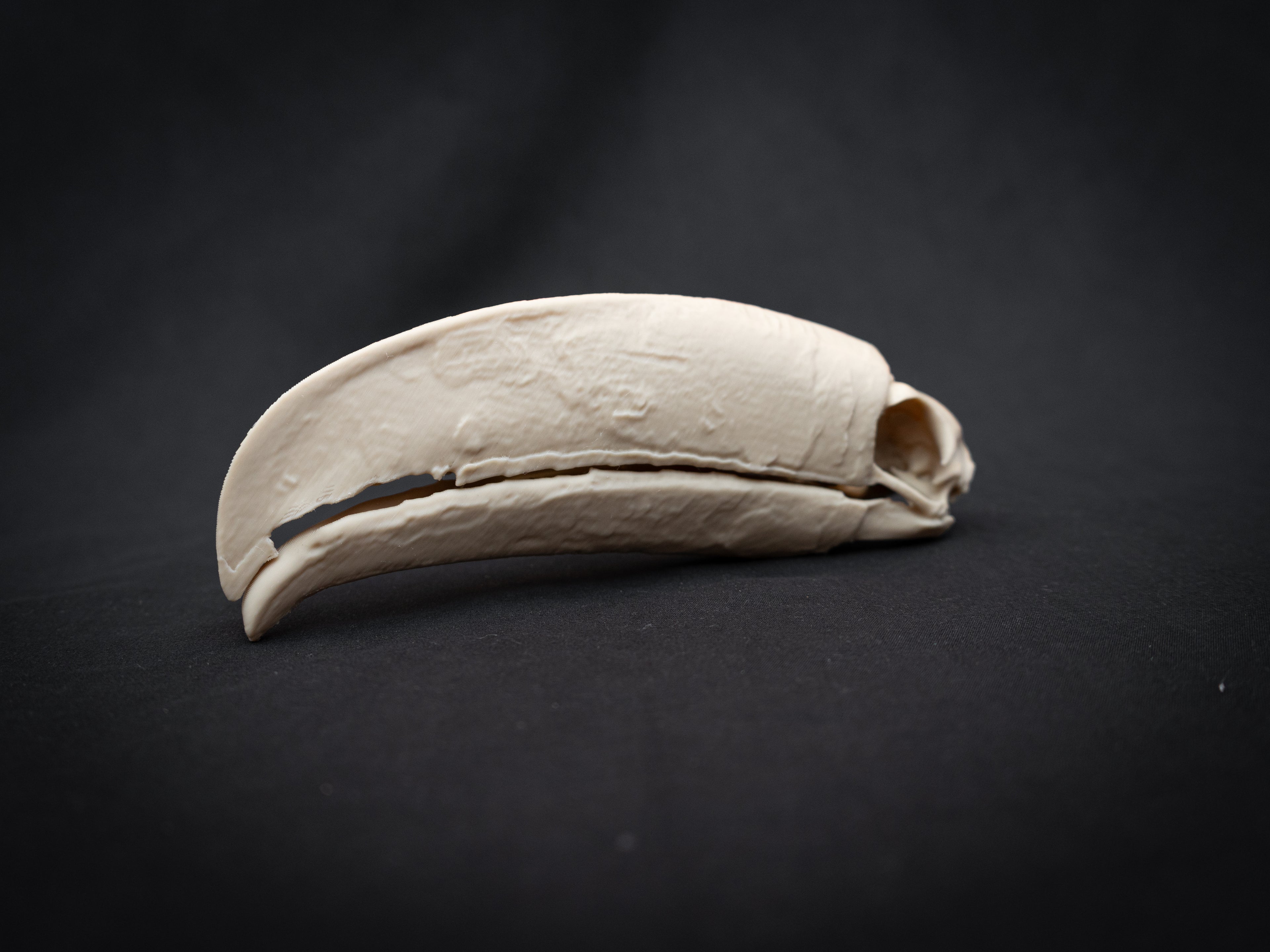 Toucan Skull Replica – Life Size 3D Printed Bird Skull Display