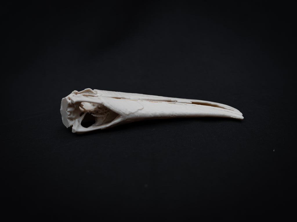 Toucan Skull Replica – Life Size 3D Printed Bird Skull Display