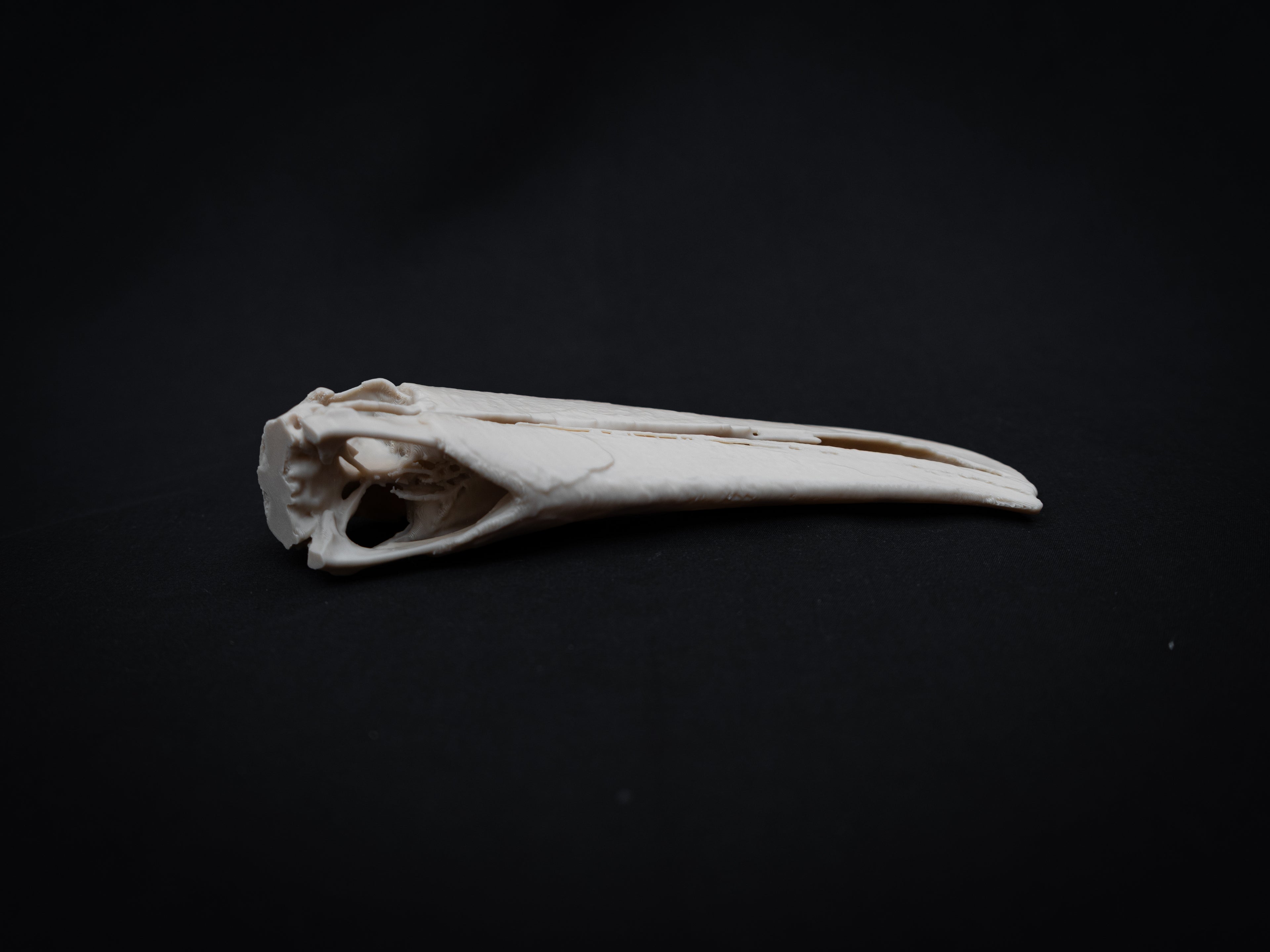 Toucan Skull Replica – Life Size 3D Printed Bird Skull Display