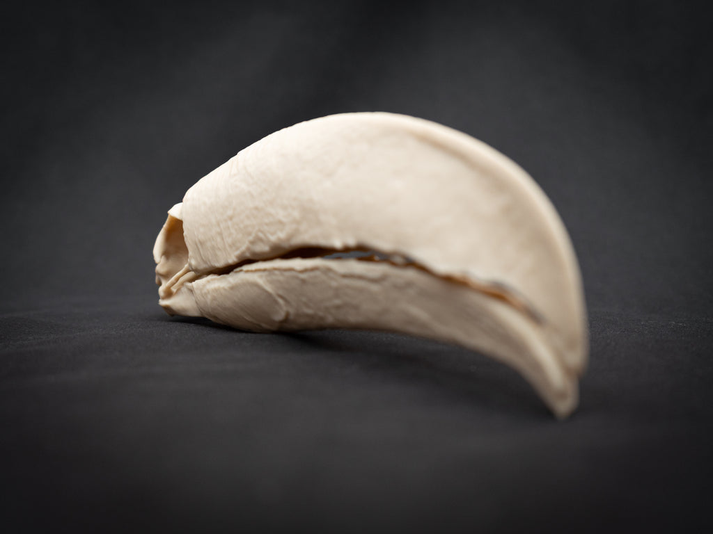 Toucan Skull Replica – Life Size 3D Printed Bird Skull Display