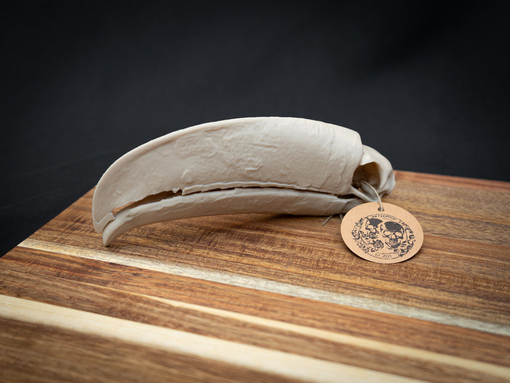 Toucan Skull Replica – Life Size 3D Printed Bird Skull Display