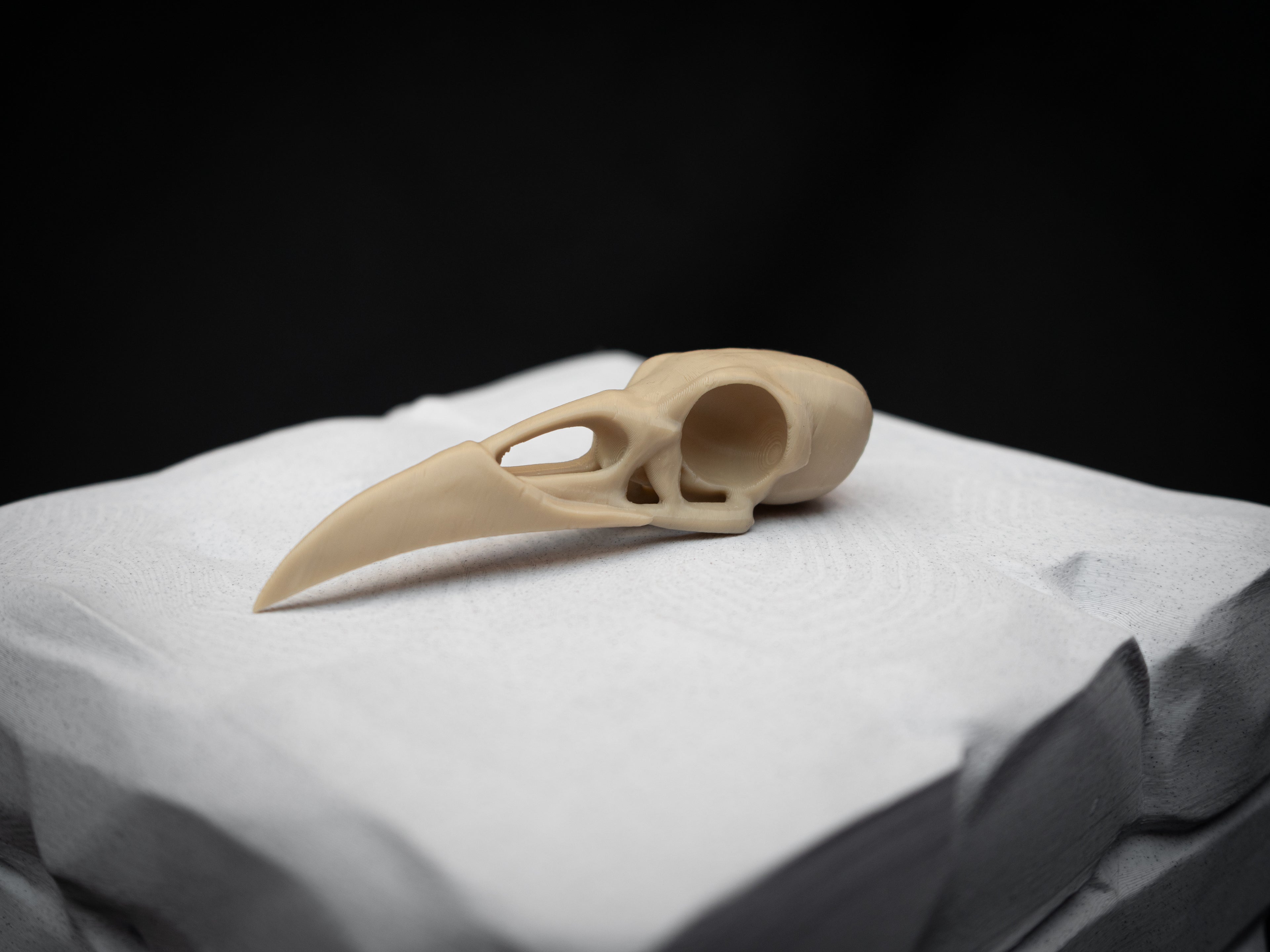 Life Size Raven Skull Replica – Realistic 3D Printed Bone Model Display