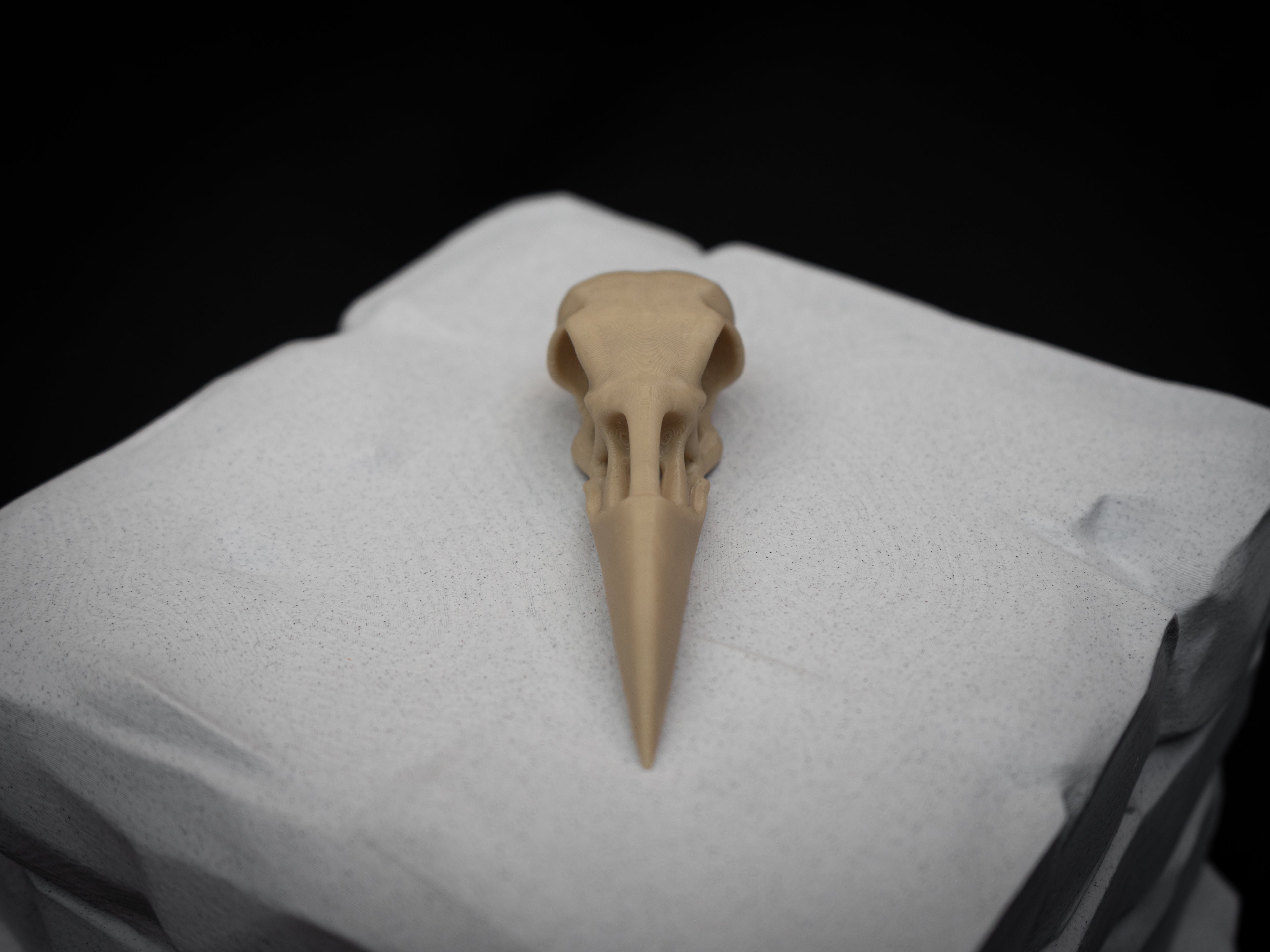 Life Size Raven Skull Replica – Realistic 3D Printed Bone Model Display