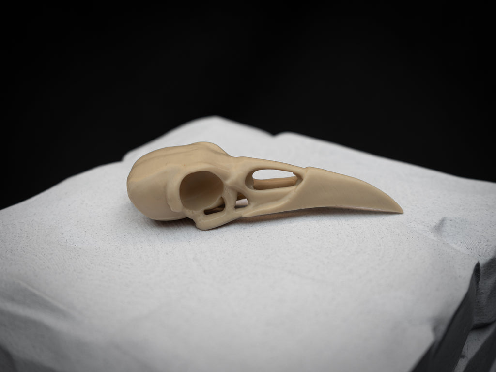 Life Size Raven Skull Replica – Realistic 3D Printed Bone Model Display