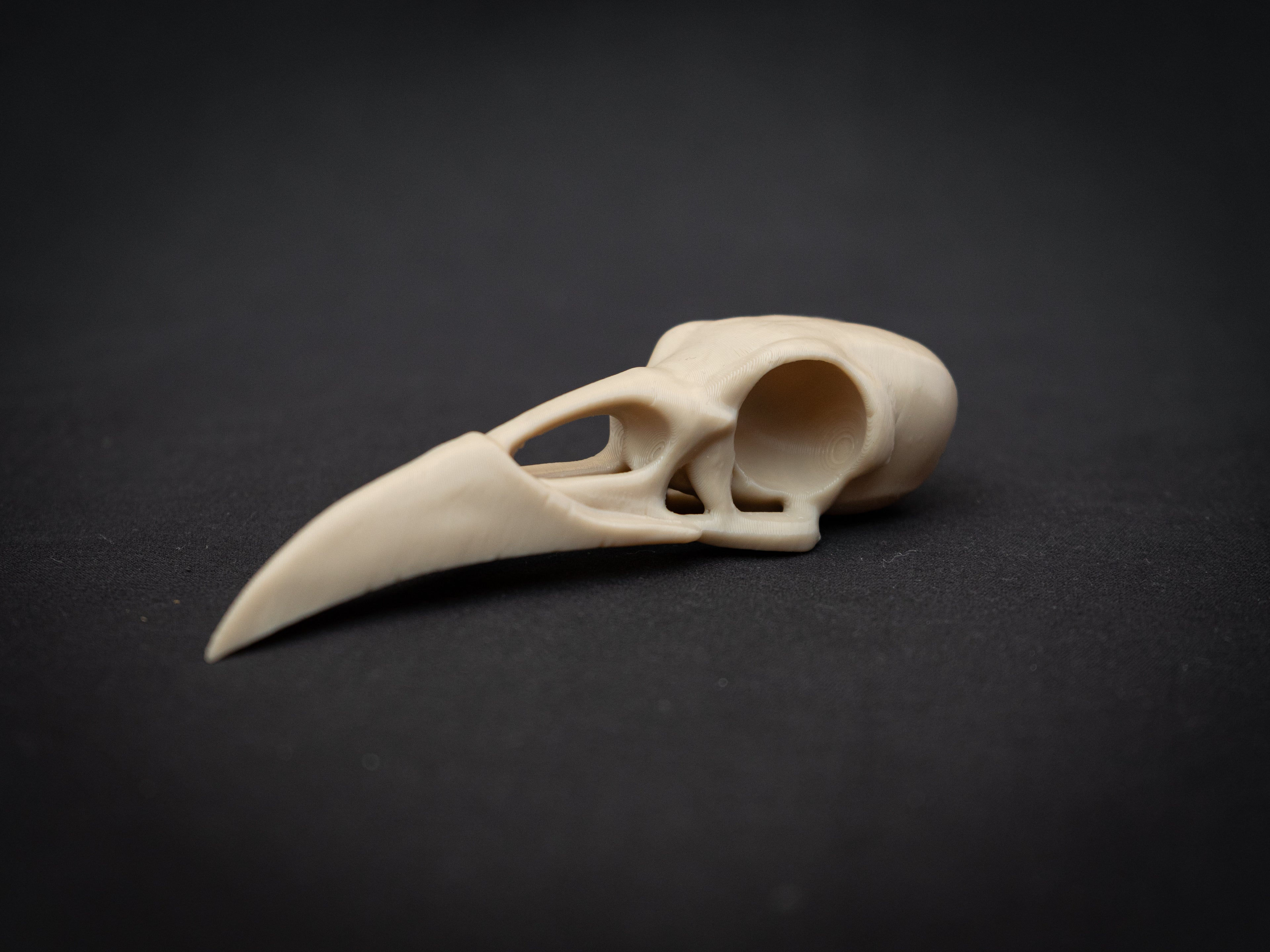 Life Size Raven Skull Replica – Realistic 3D Printed Bone Model Display