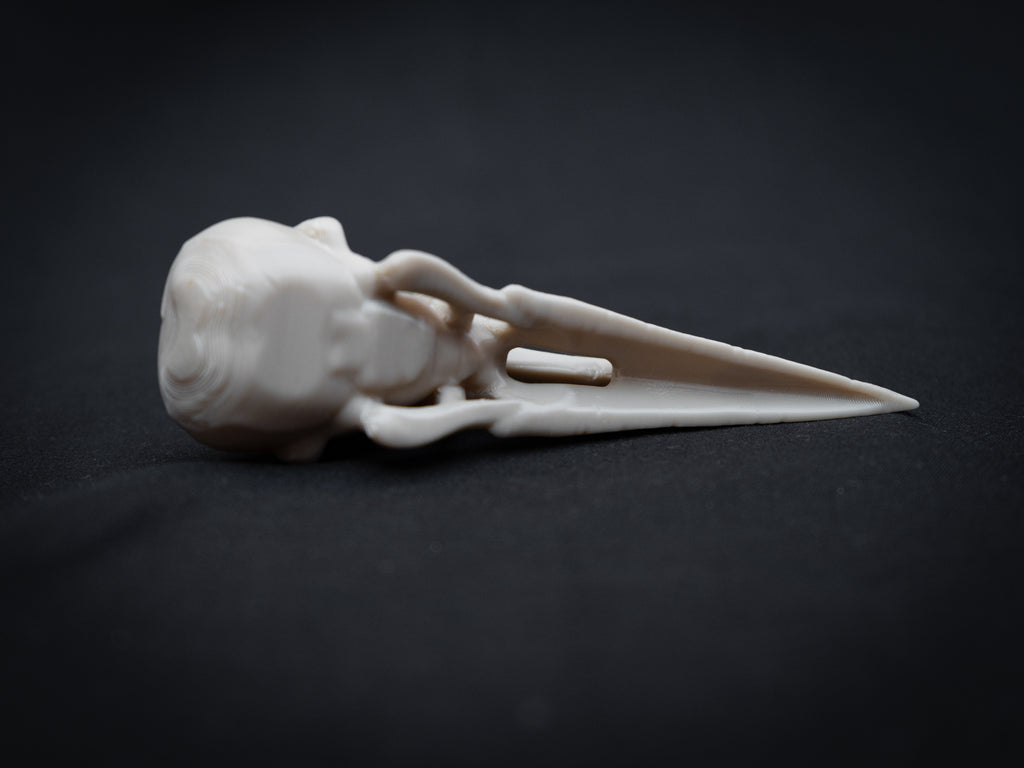 Life Size Raven Skull Replica – Realistic 3D Printed Bone Model Display