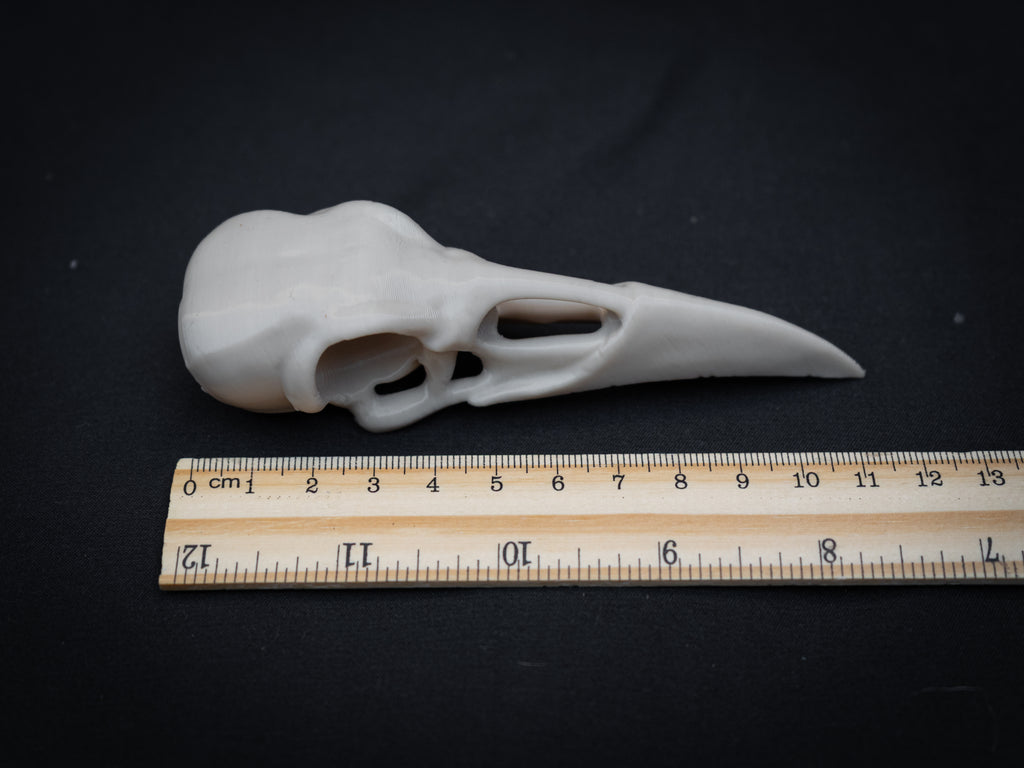Life Size Raven Skull Replica – Realistic 3D Printed Bone Model Display