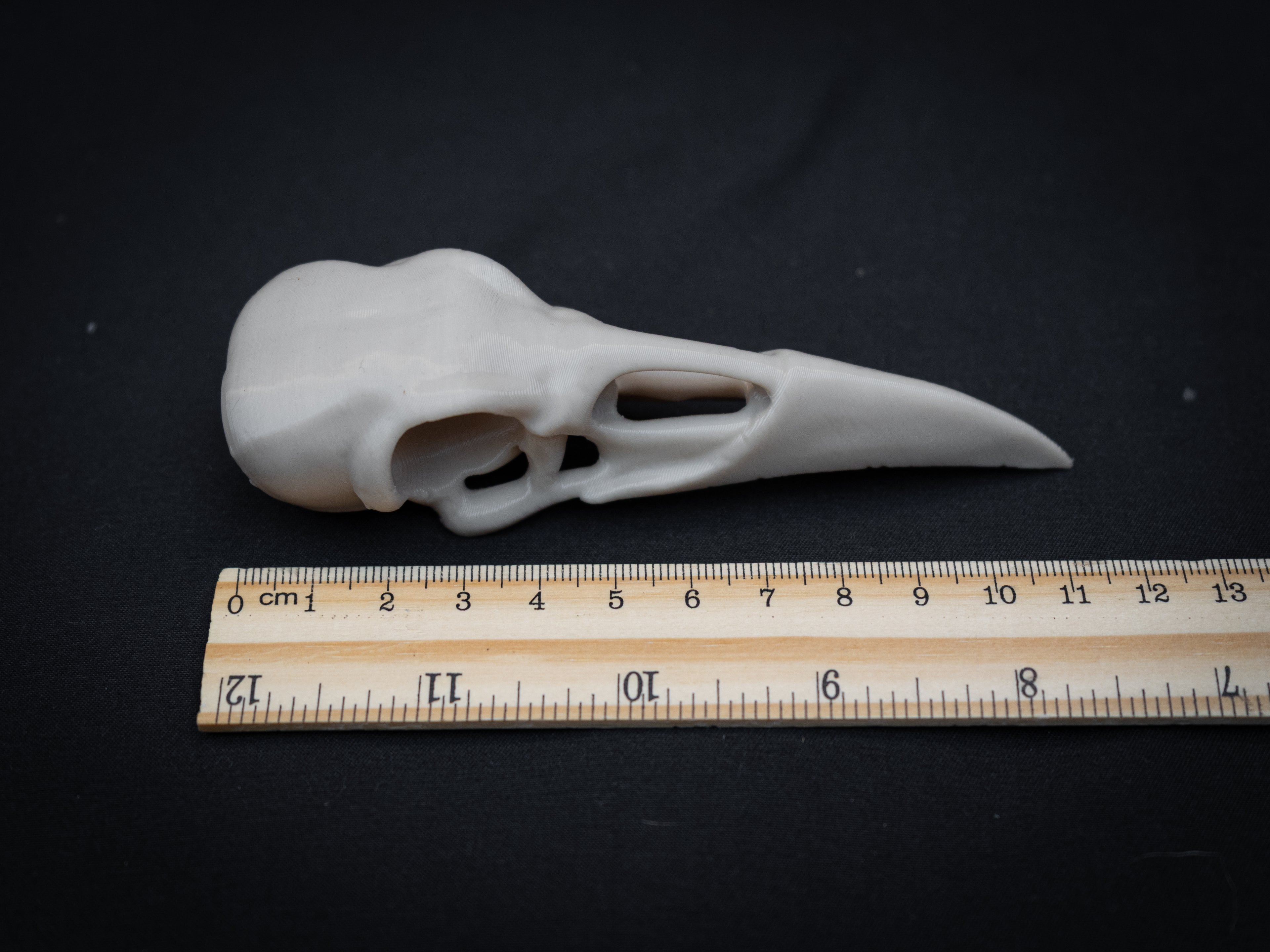 Life Size Raven Skull Replica – Realistic 3D Printed Bone Model Display