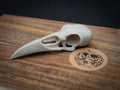 Life Size Raven Skull Replica – Realistic 3D Printed Bone Model Display
