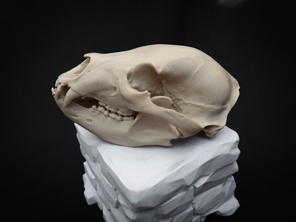 Life Size Black Bear Skull Replica – Realistic 3D Printed Bone Model Display