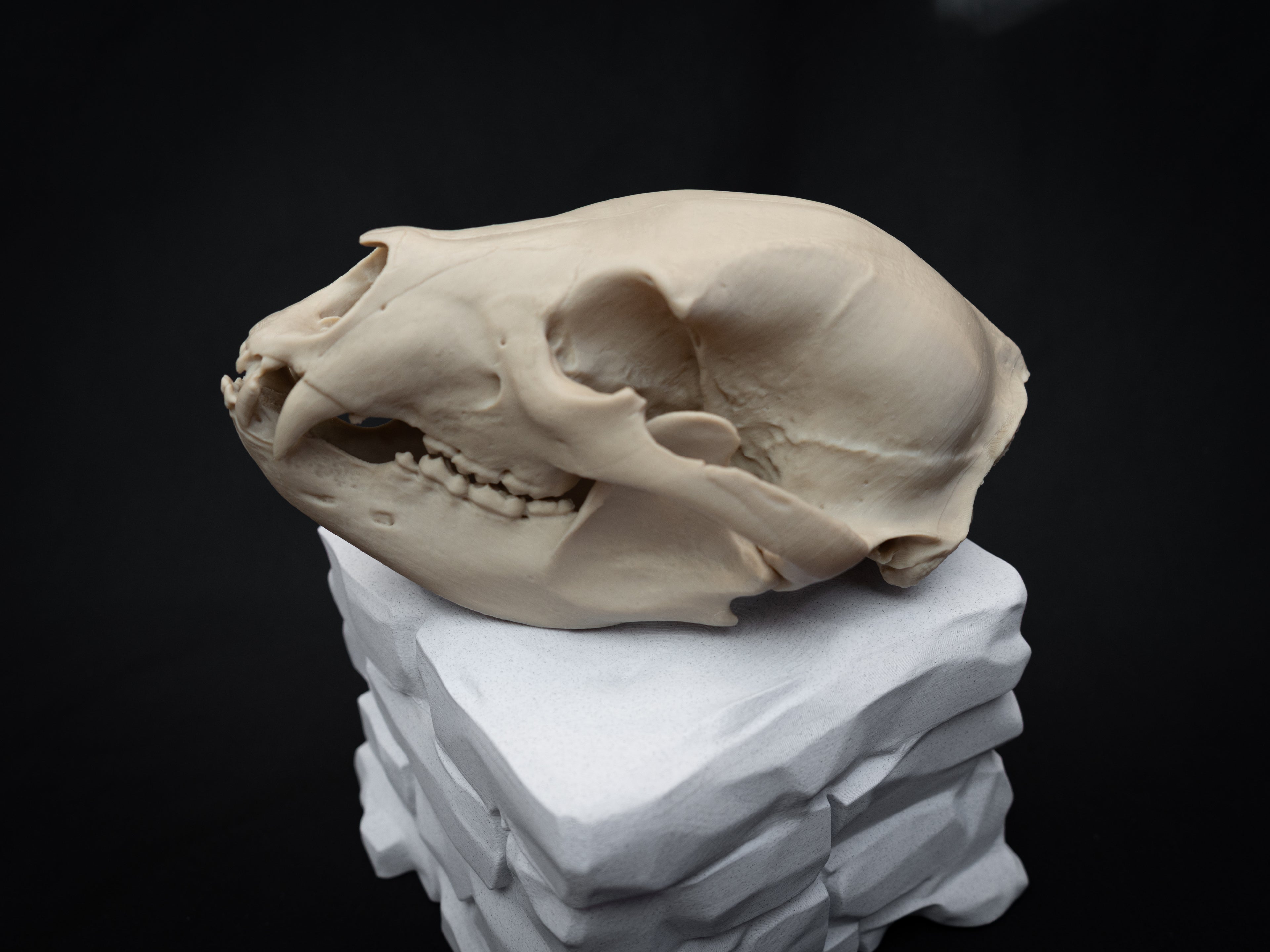 Life Size Black Bear Skull Replica – Realistic 3D Printed Bone Model Display