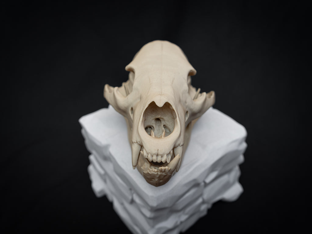 Life Size Black Bear Skull Replica – Realistic 3D Printed Bone Model Display
