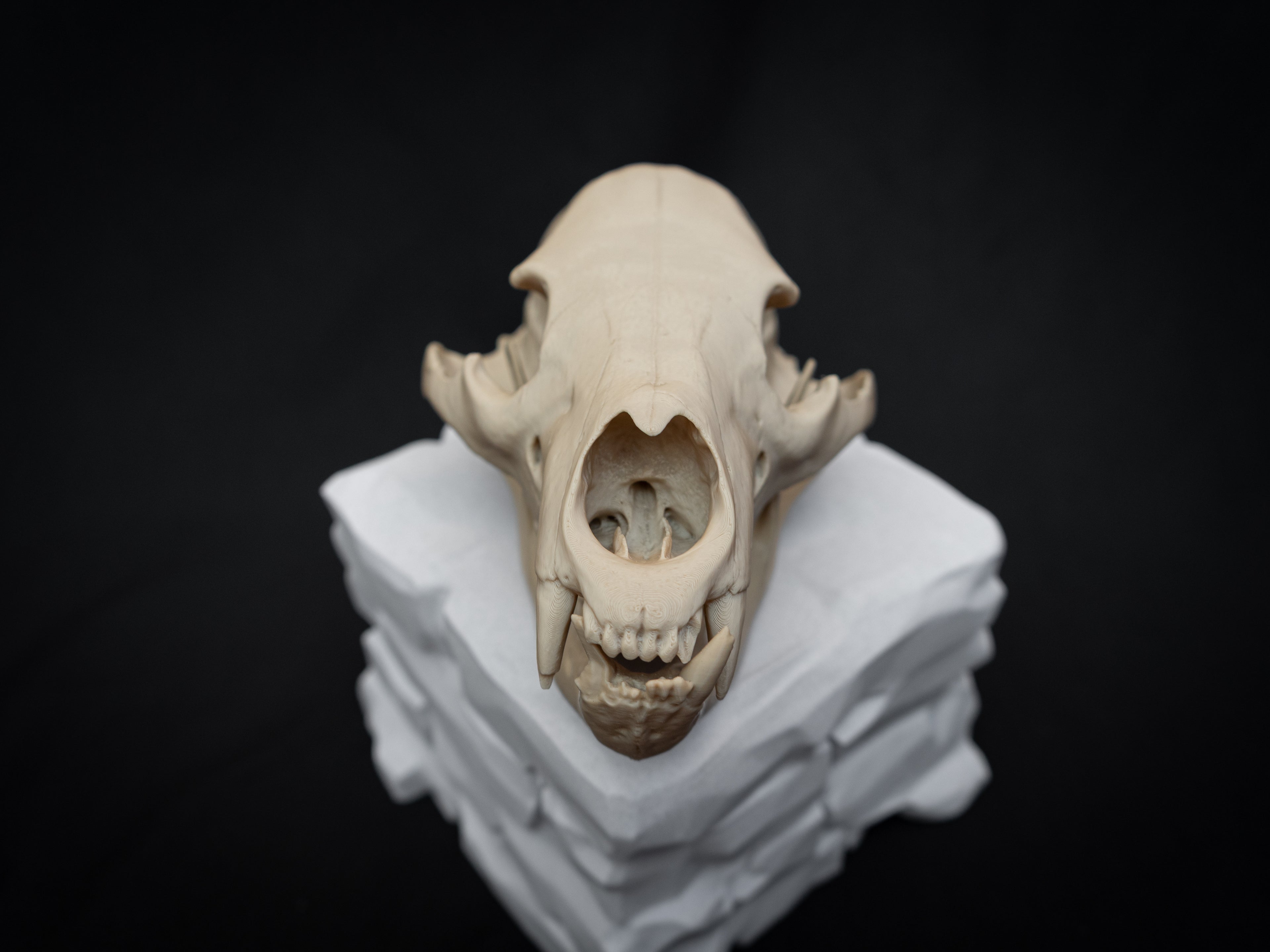 Life Size Black Bear Skull Replica – Realistic 3D Printed Bone Model Display
