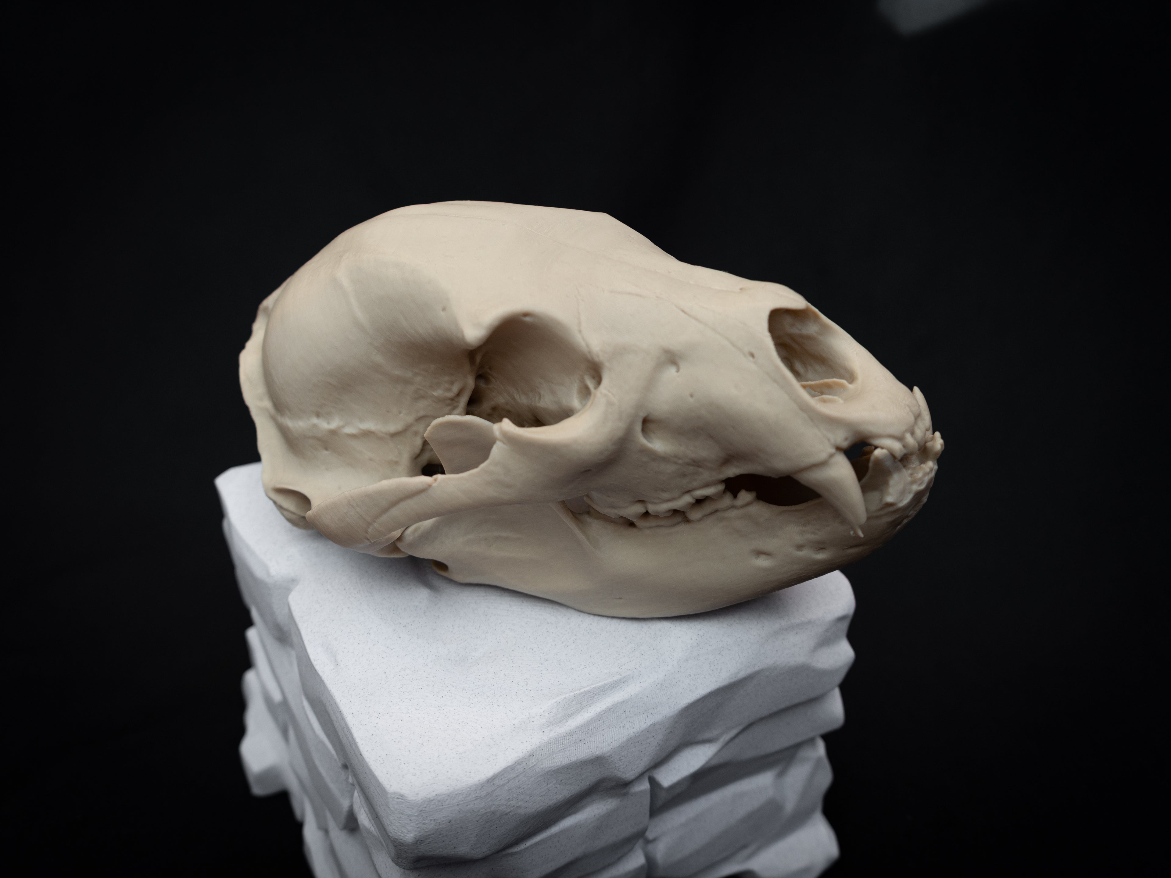 Life Size Black Bear Skull Replica – Realistic 3D Printed Bone Model Display