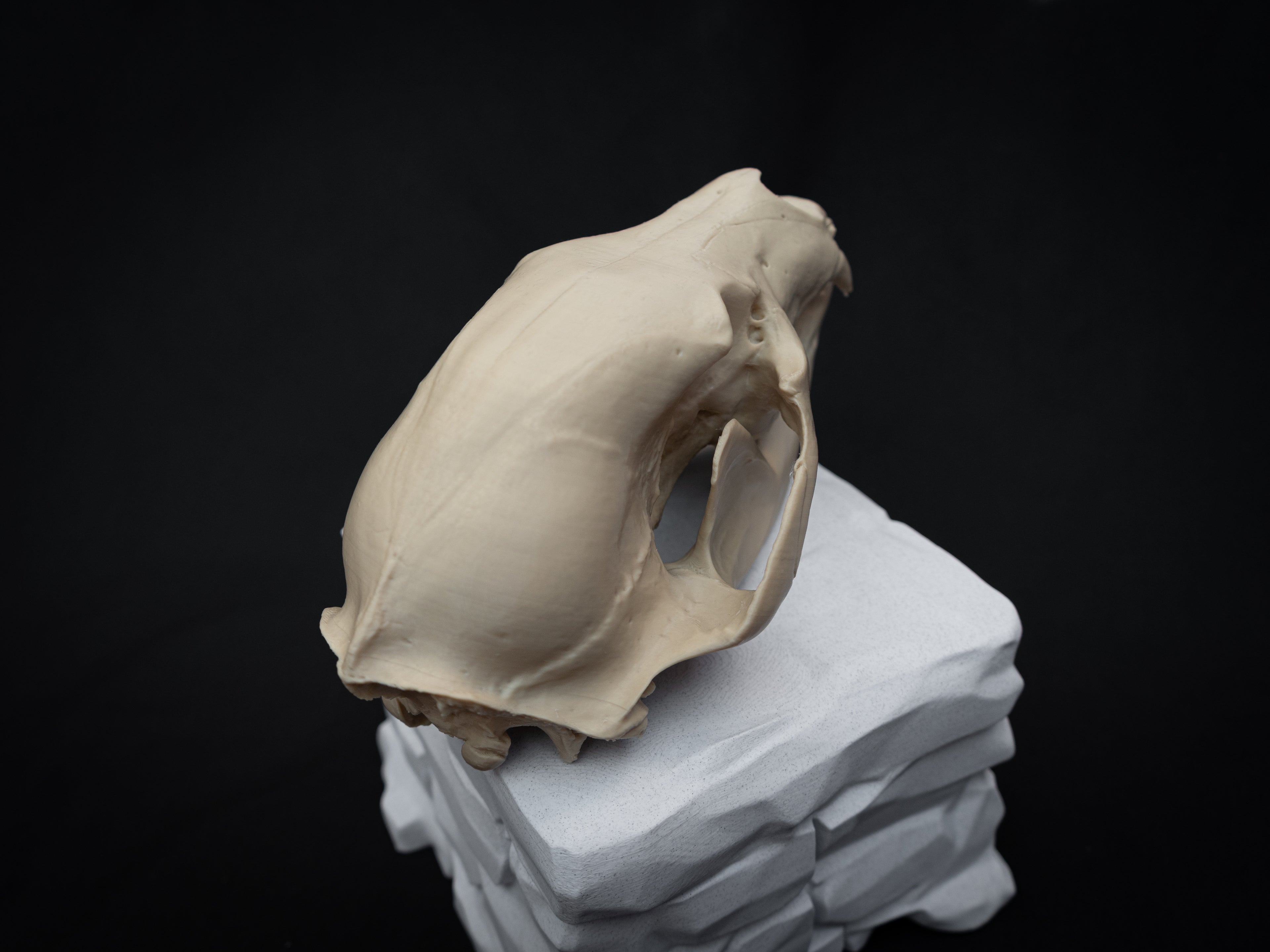 Life Size Black Bear Skull Replica – Realistic 3D Printed Bone Model Display
