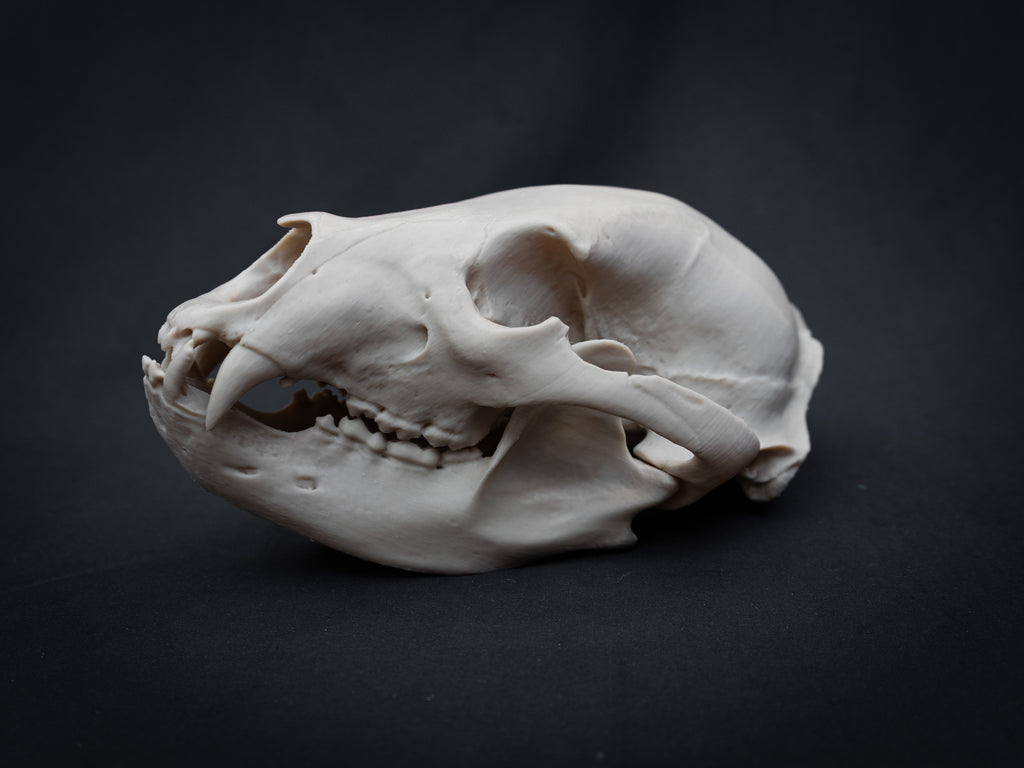 Life Size Black Bear Skull Replica – Realistic 3D Printed Bone Model Display
