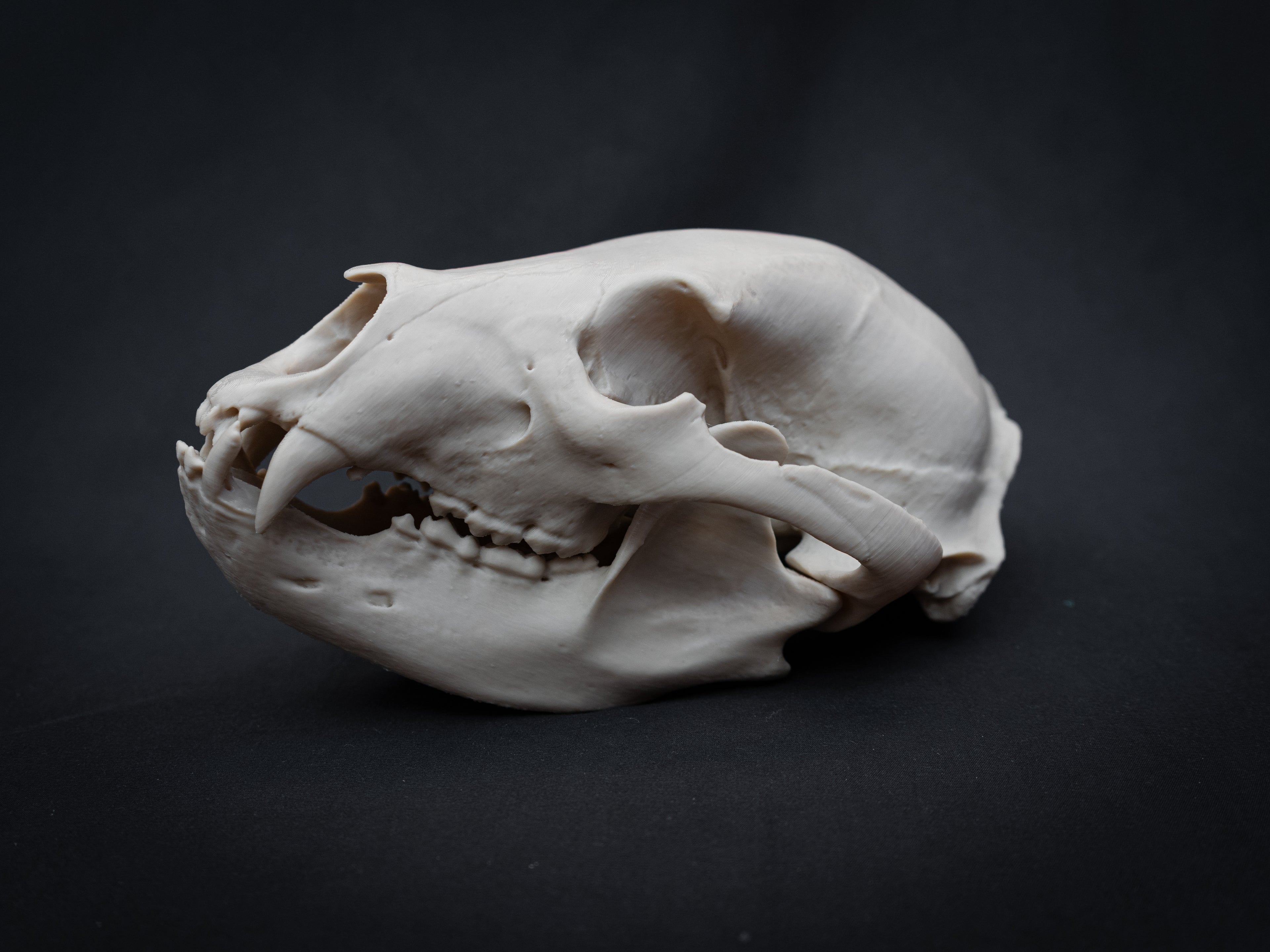 Life Size Black Bear Skull Replica – Realistic 3D Printed Bone Model Display