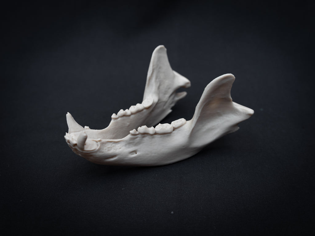 Life Size Black Bear Skull Replica – Realistic 3D Printed Bone Model Display