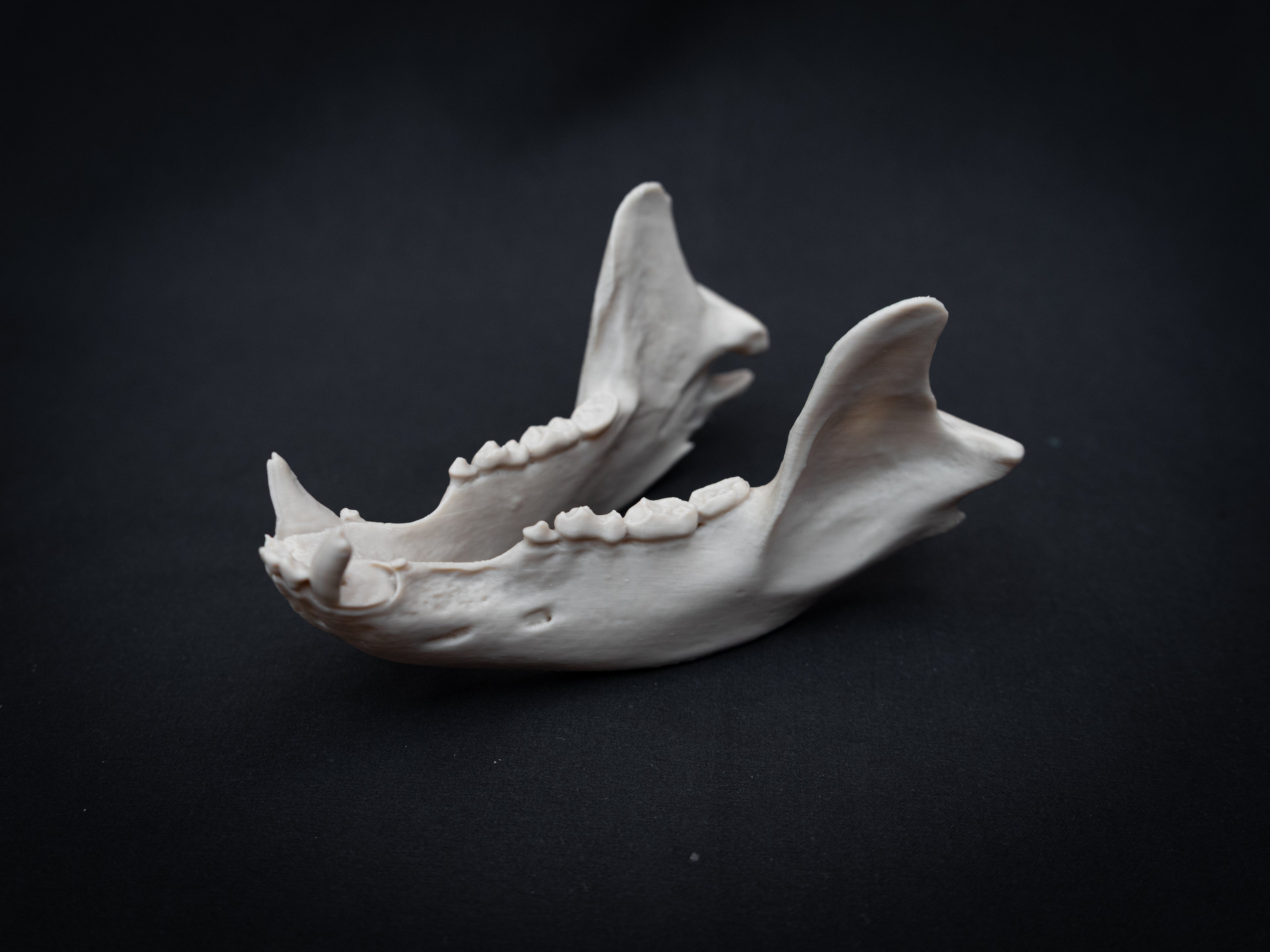 Life Size Black Bear Skull Replica – Realistic 3D Printed Bone Model Display