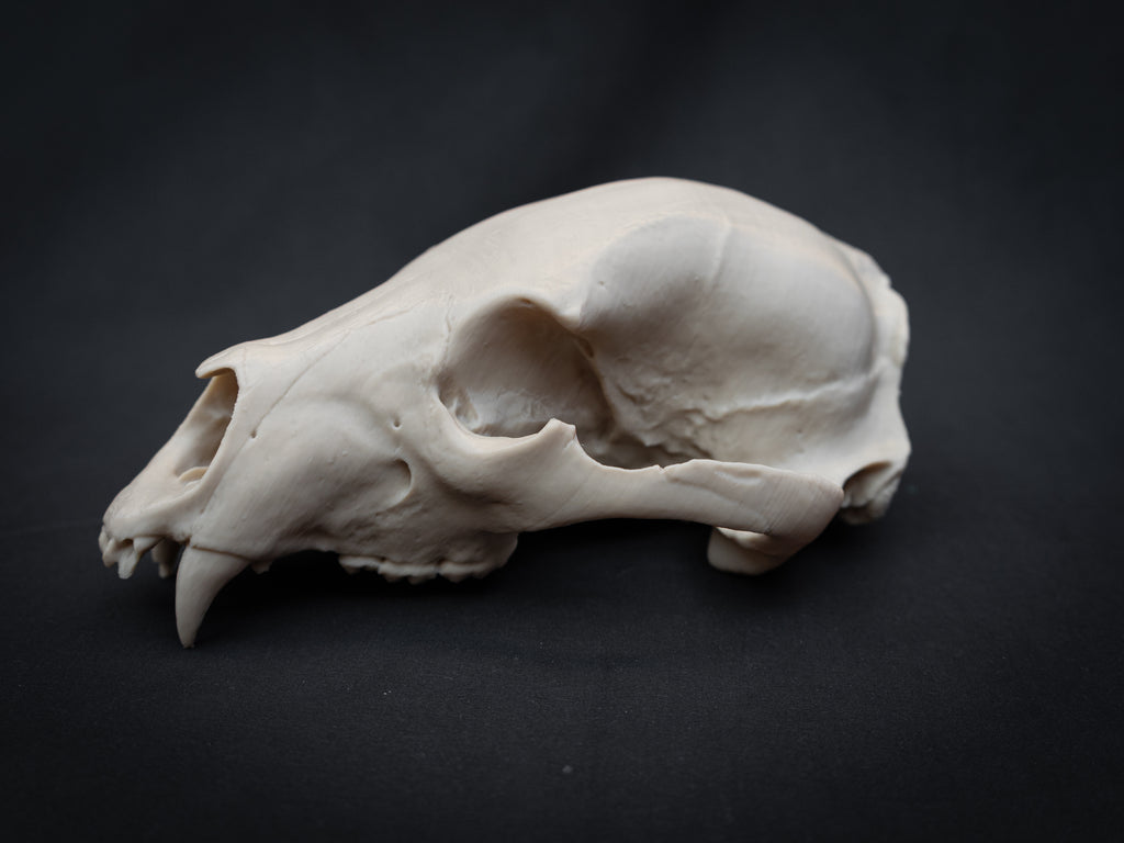 Life Size Black Bear Skull Replica – Realistic 3D Printed Bone Model Display
