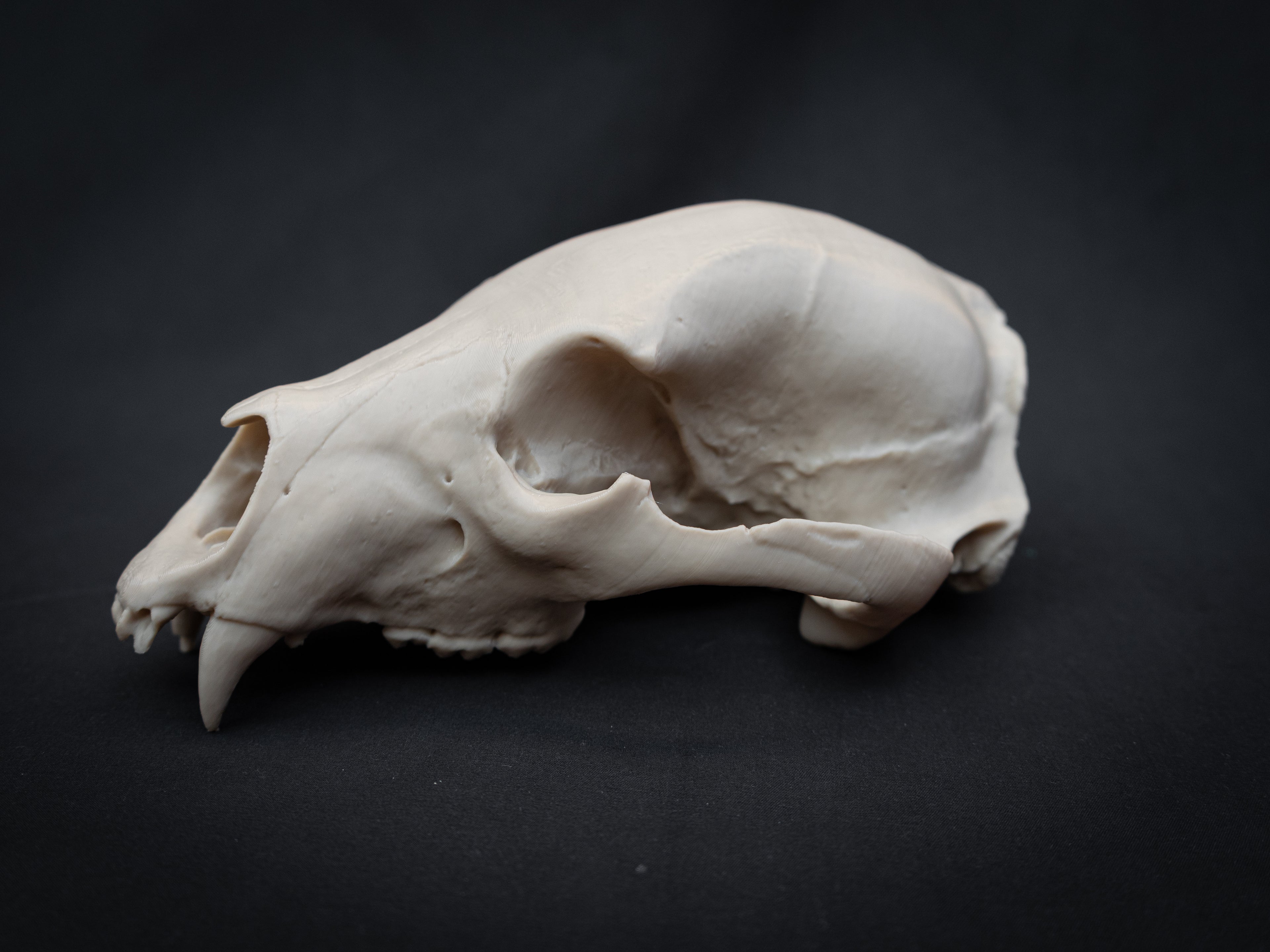 Life Size Black Bear Skull Replica – Realistic 3D Printed Bone Model Display