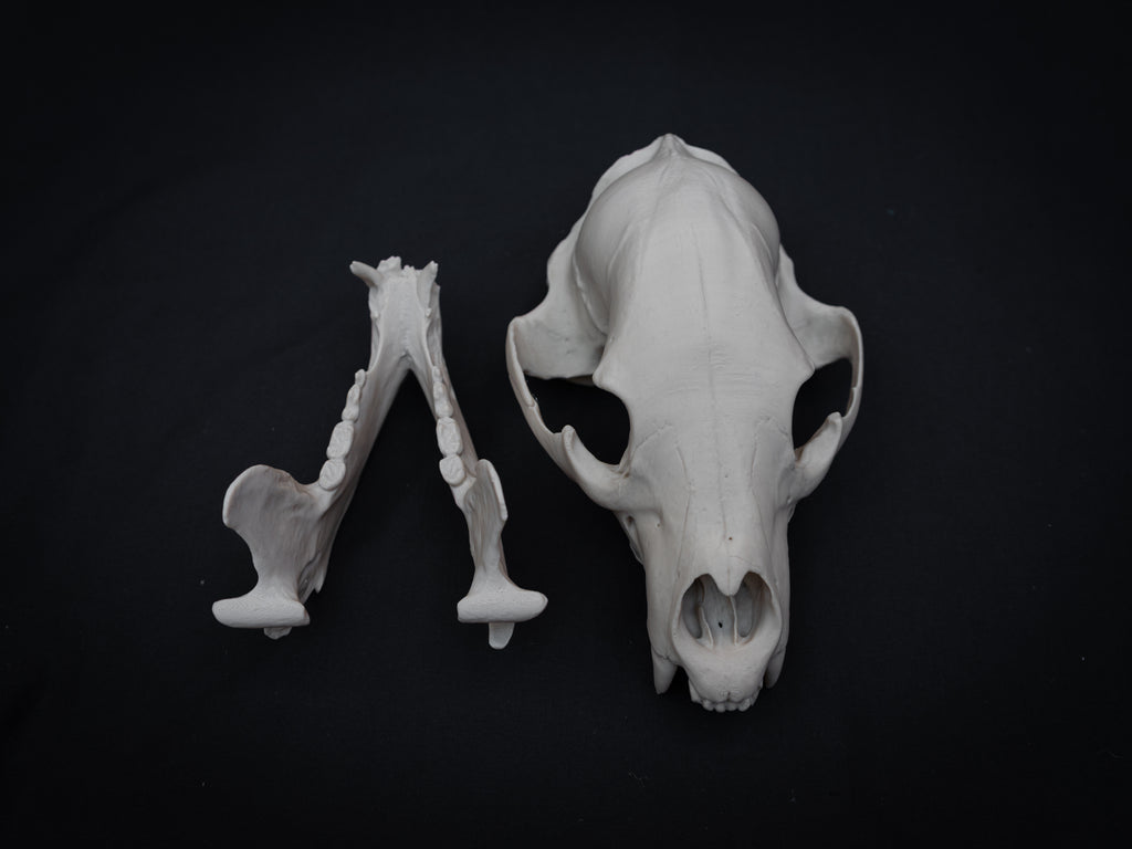 Life Size Black Bear Skull Replica – Realistic 3D Printed Bone Model Display