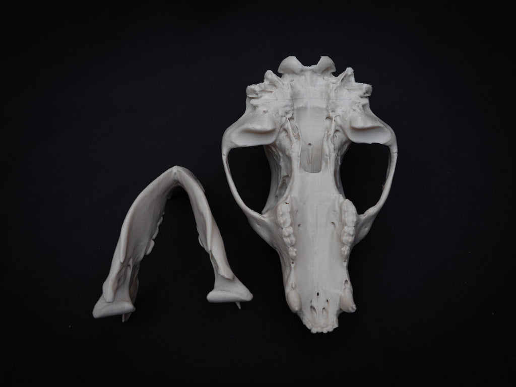 Life Size Black Bear Skull Replica – Realistic 3D Printed Bone Model Display