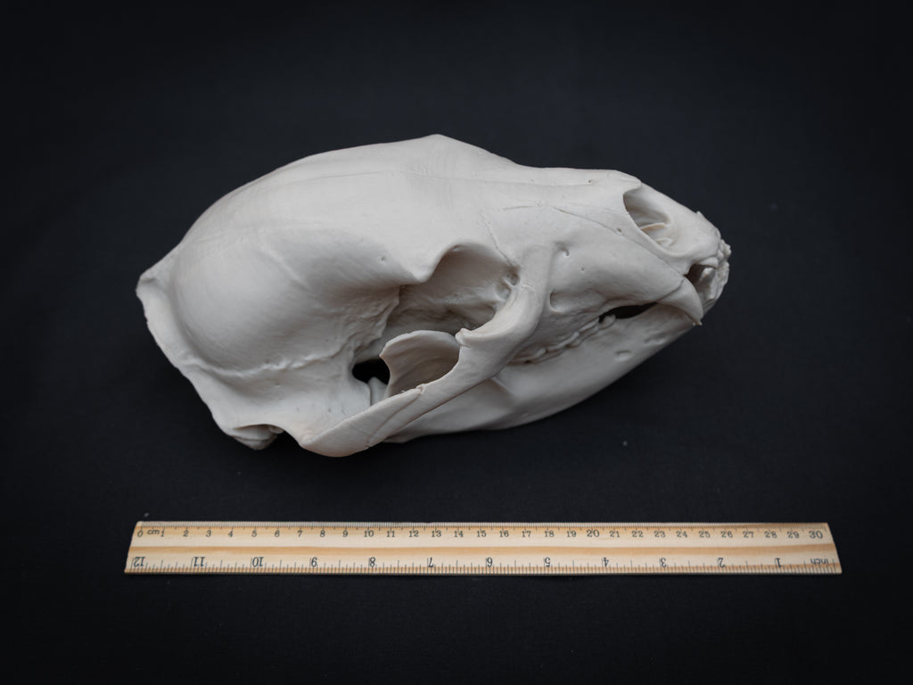Life Size Black Bear Skull Replica – Realistic 3D Printed Bone Model Display