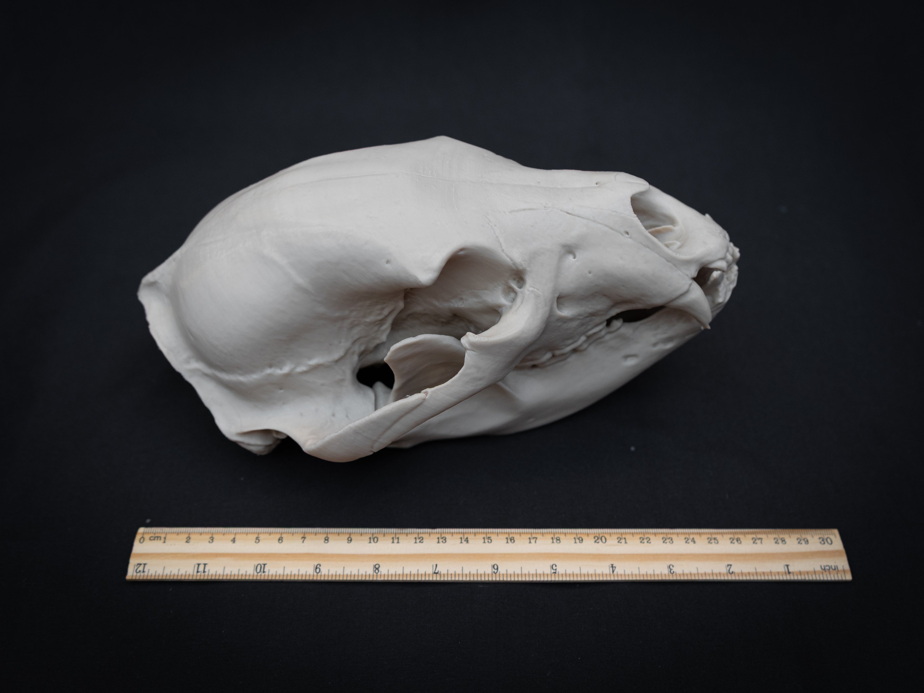 Life Size Black Bear Skull Replica – Realistic 3D Printed Bone Model Display
