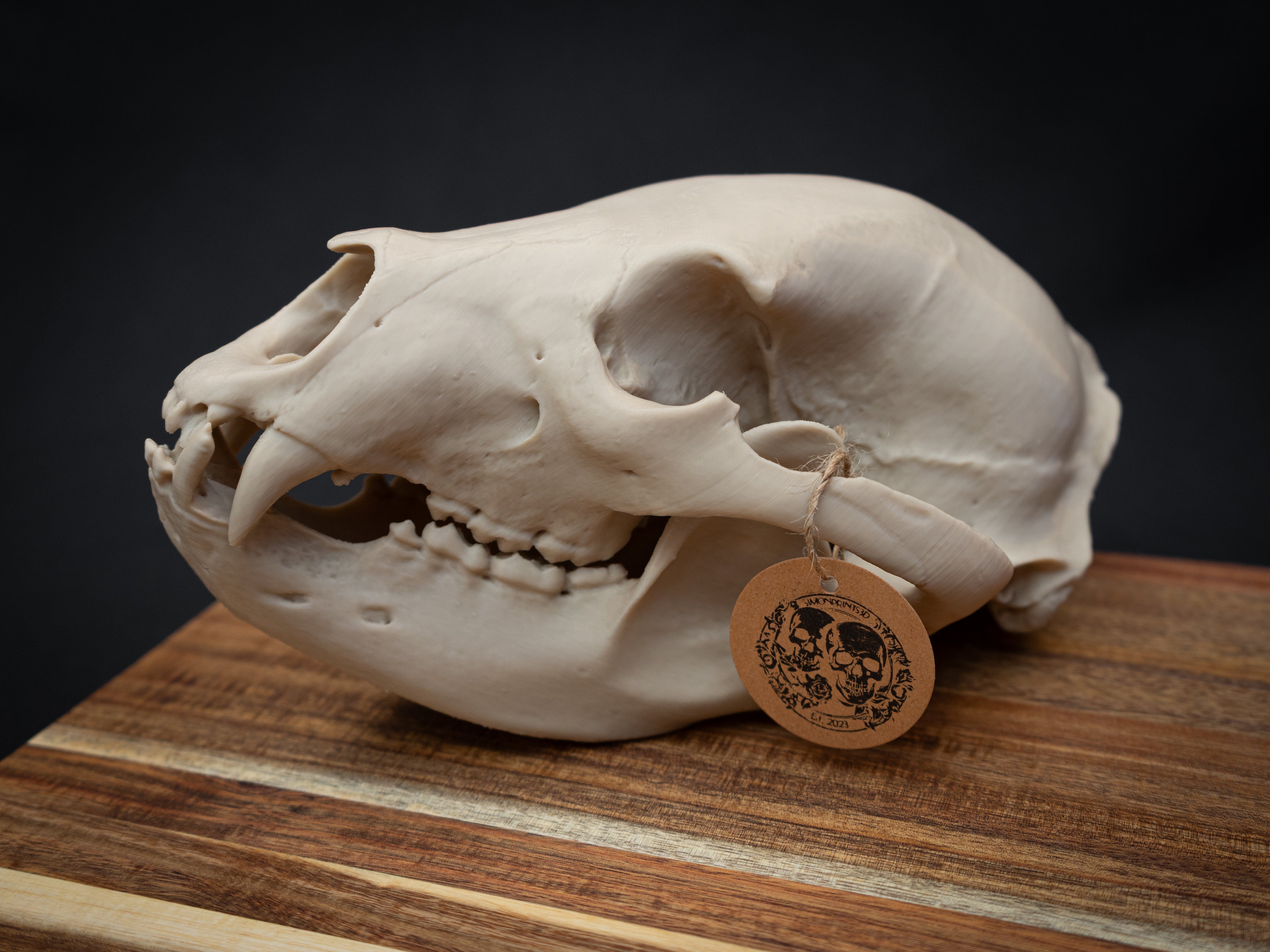 Life Size Black Bear Skull Replica – Realistic 3D Printed Bone Model Display
