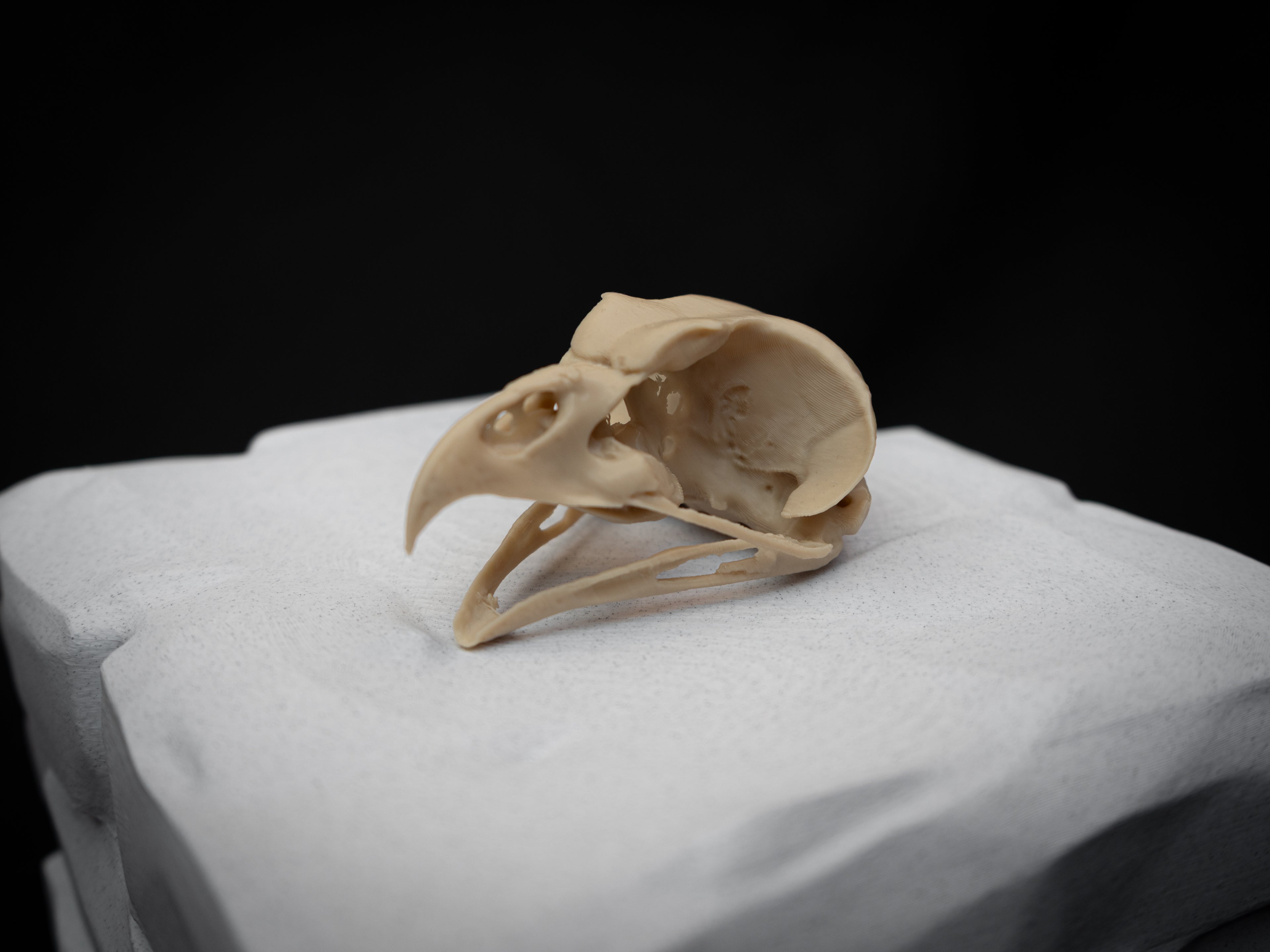 Share Life Size Eagle Owl Skull Replica – Realistic 3D Printed Bone Model Display