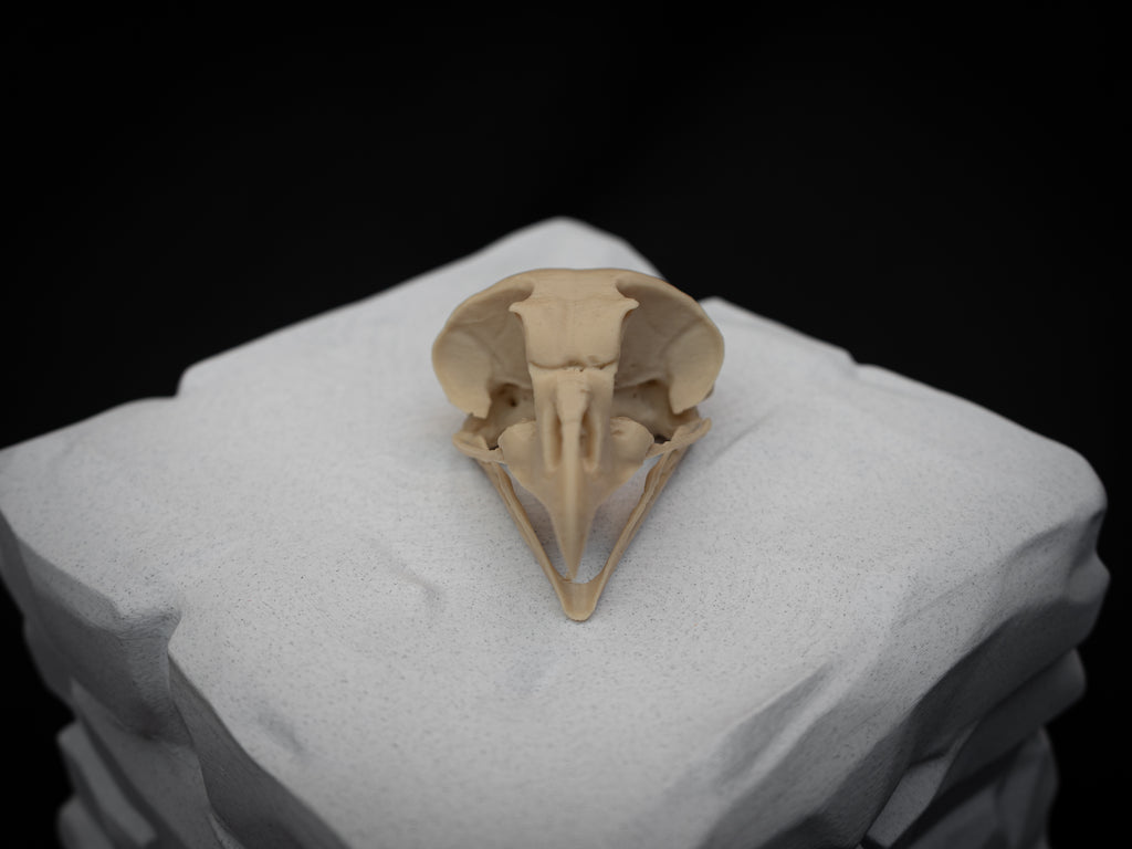 Share Life Size Eagle Owl Skull Replica – Realistic 3D Printed Bone Model Display