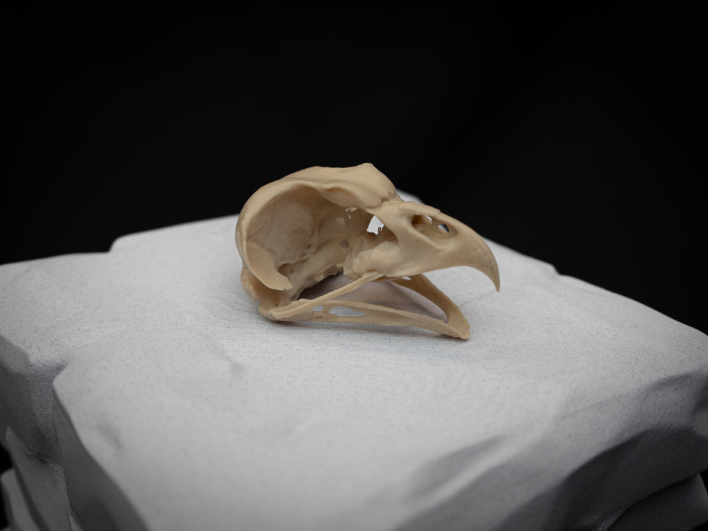 Share Life Size Eagle Owl Skull Replica – Realistic 3D Printed Bone Model Display