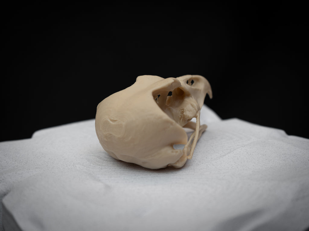 Share Life Size Eagle Owl Skull Replica – Realistic 3D Printed Bone Model Display