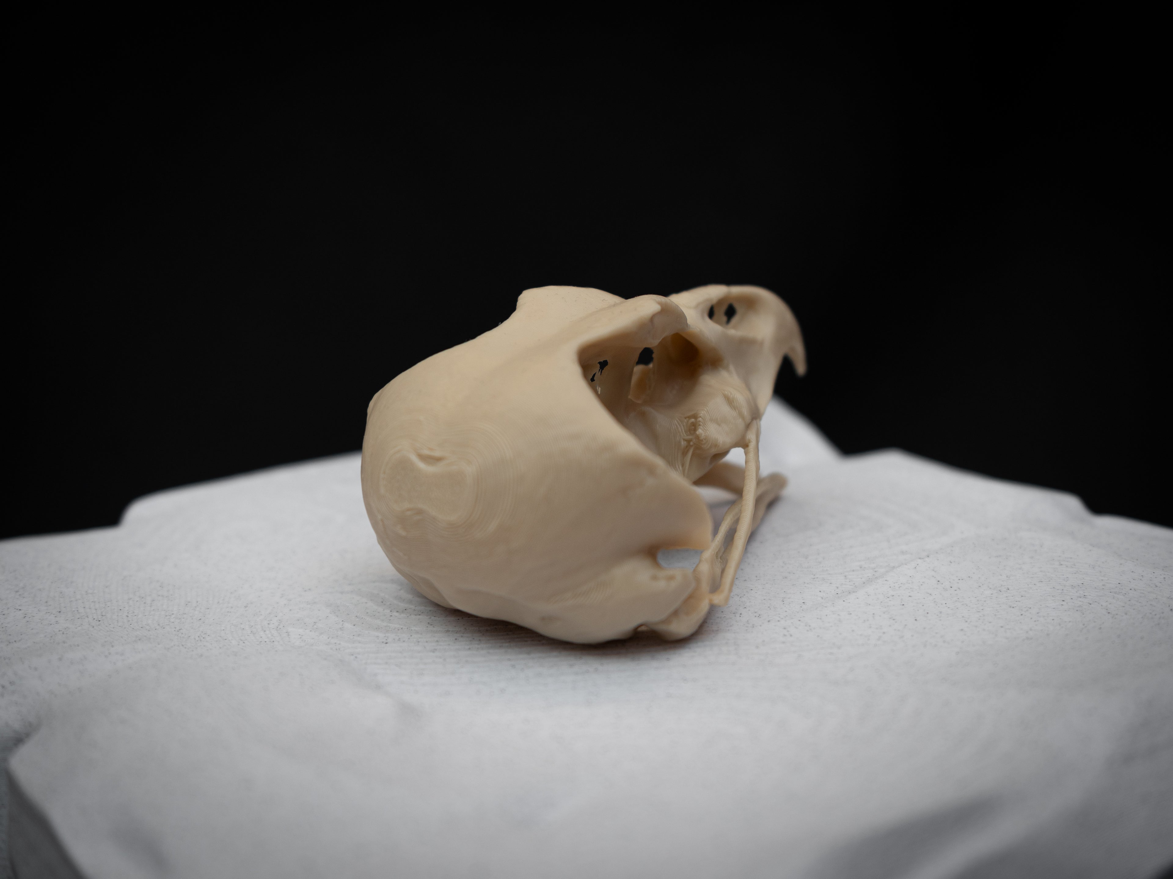 Share Life Size Eagle Owl Skull Replica – Realistic 3D Printed Bone Model Display