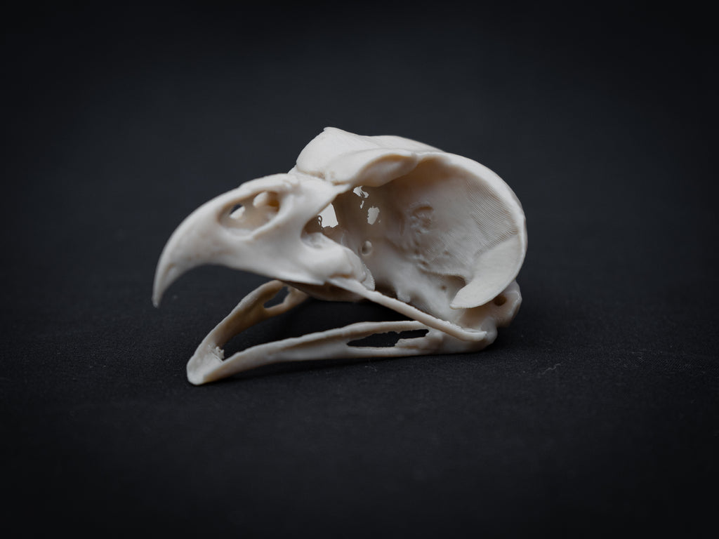 Share Life Size Eagle Owl Skull Replica – Realistic 3D Printed Bone Model Display
