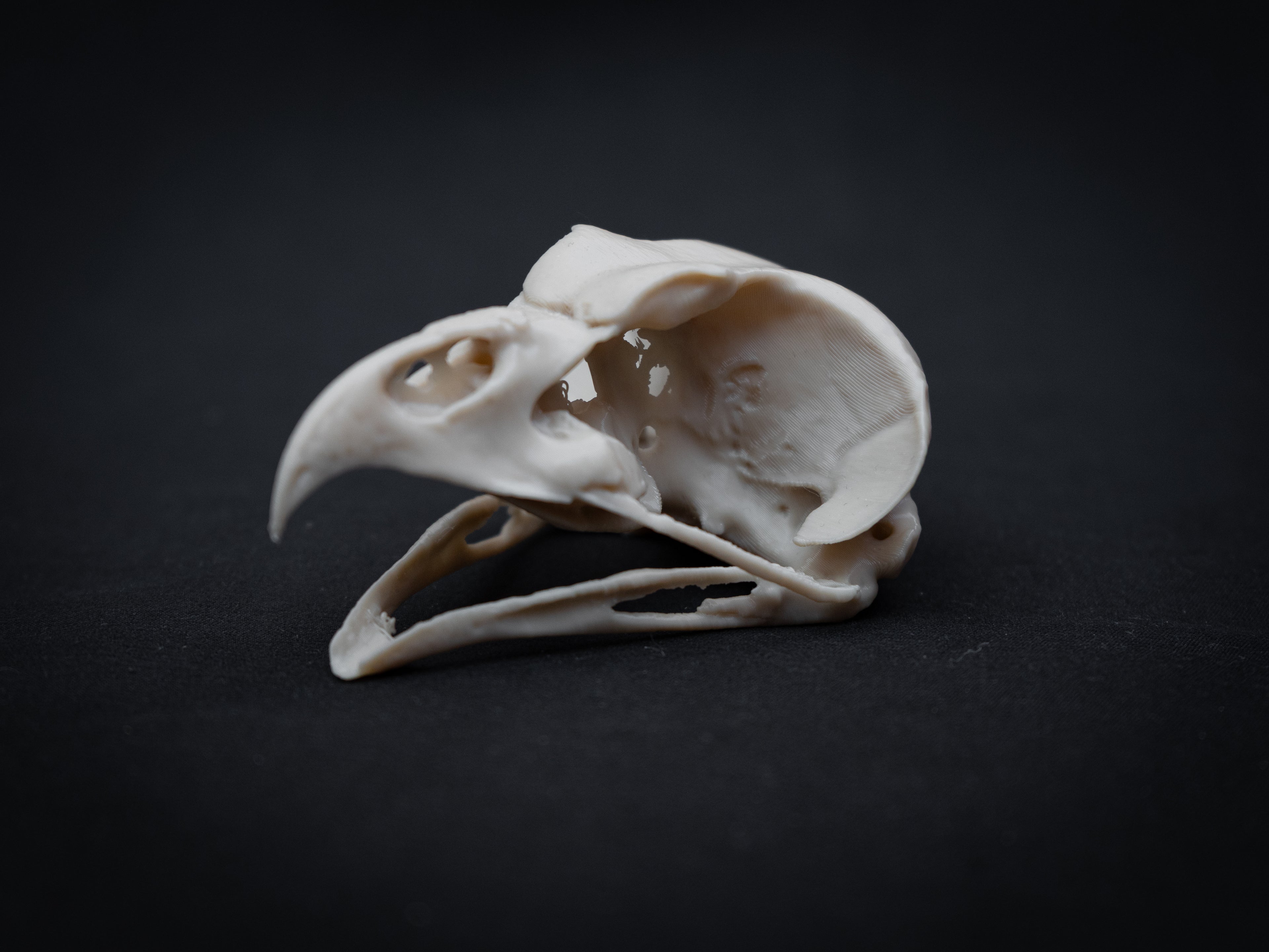 Share Life Size Eagle Owl Skull Replica – Realistic 3D Printed Bone Model Display