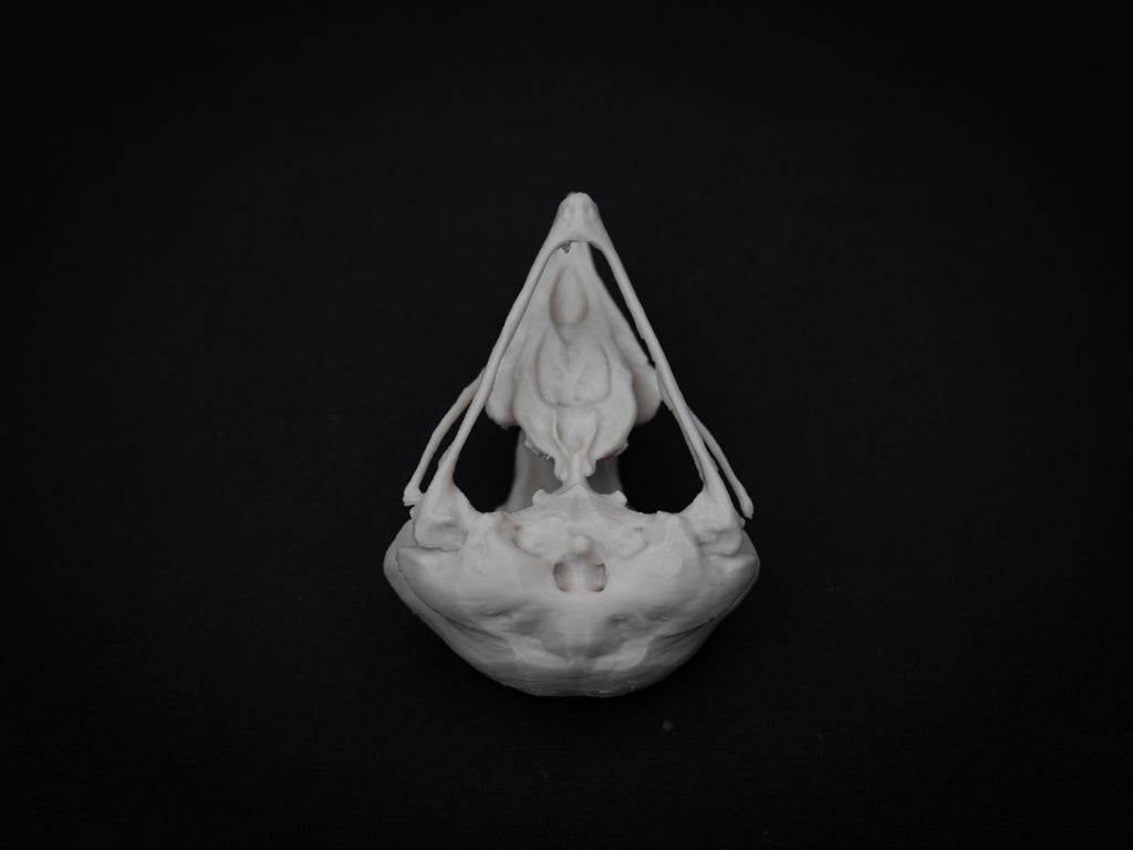 Share Life Size Eagle Owl Skull Replica – Realistic 3D Printed Bone Model Display