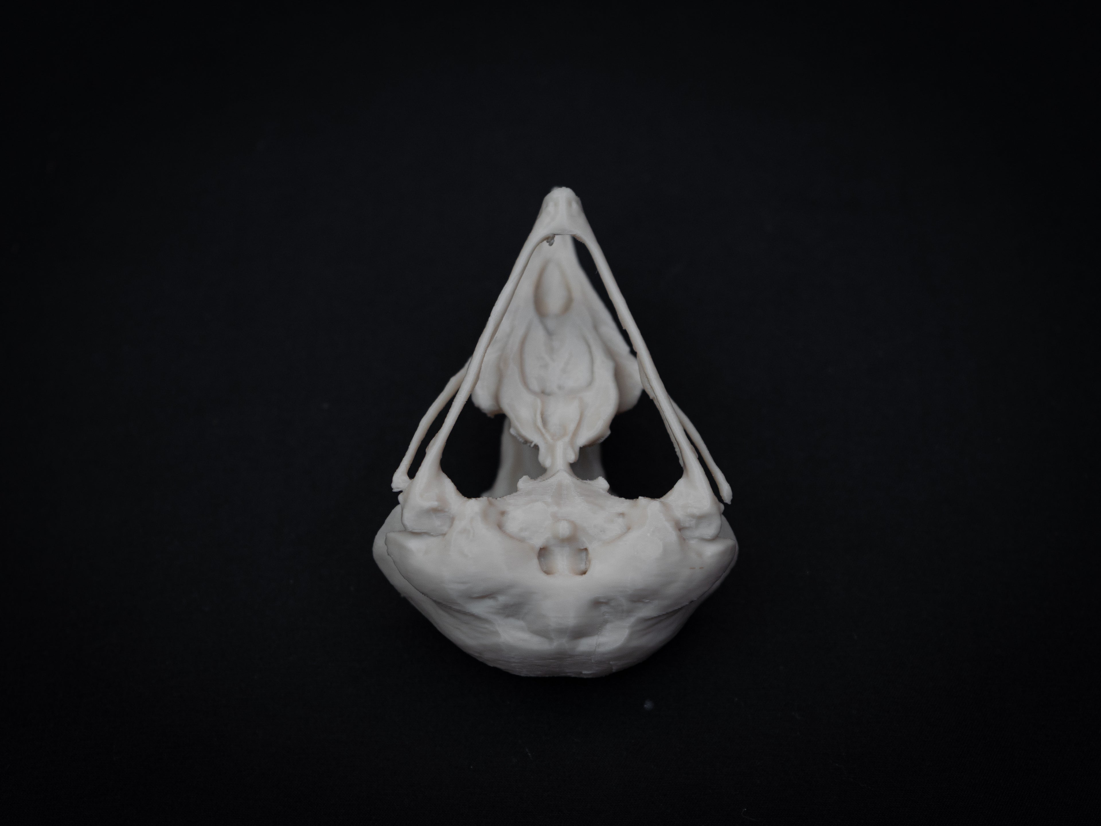 Share Life Size Eagle Owl Skull Replica – Realistic 3D Printed Bone Model Display