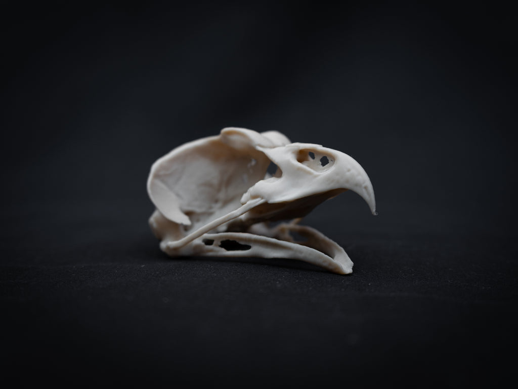 Share Life Size Eagle Owl Skull Replica – Realistic 3D Printed Bone Model Display
