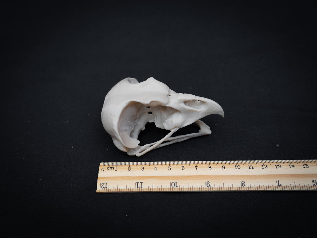 Share Life Size Eagle Owl Skull Replica – Realistic 3D Printed Bone Model Display