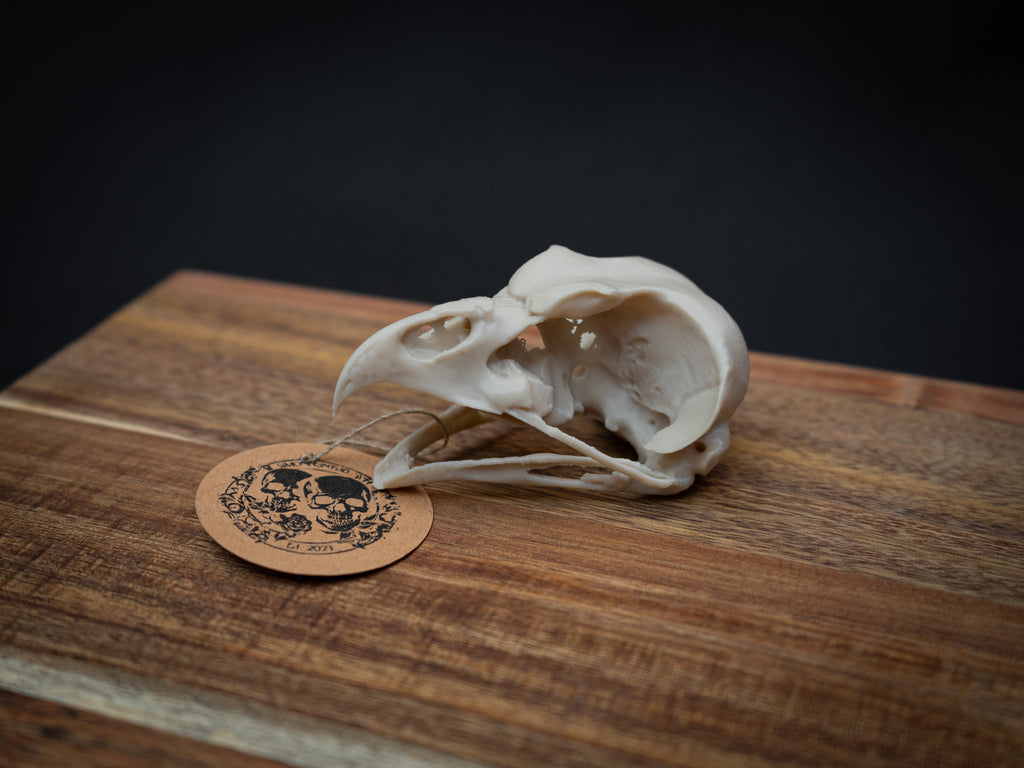 Share Life Size Eagle Owl Skull Replica – Realistic 3D Printed Bone Model Display