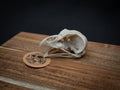 Share Life Size Eagle Owl Skull Replica – Realistic 3D Printed Bone Model Display