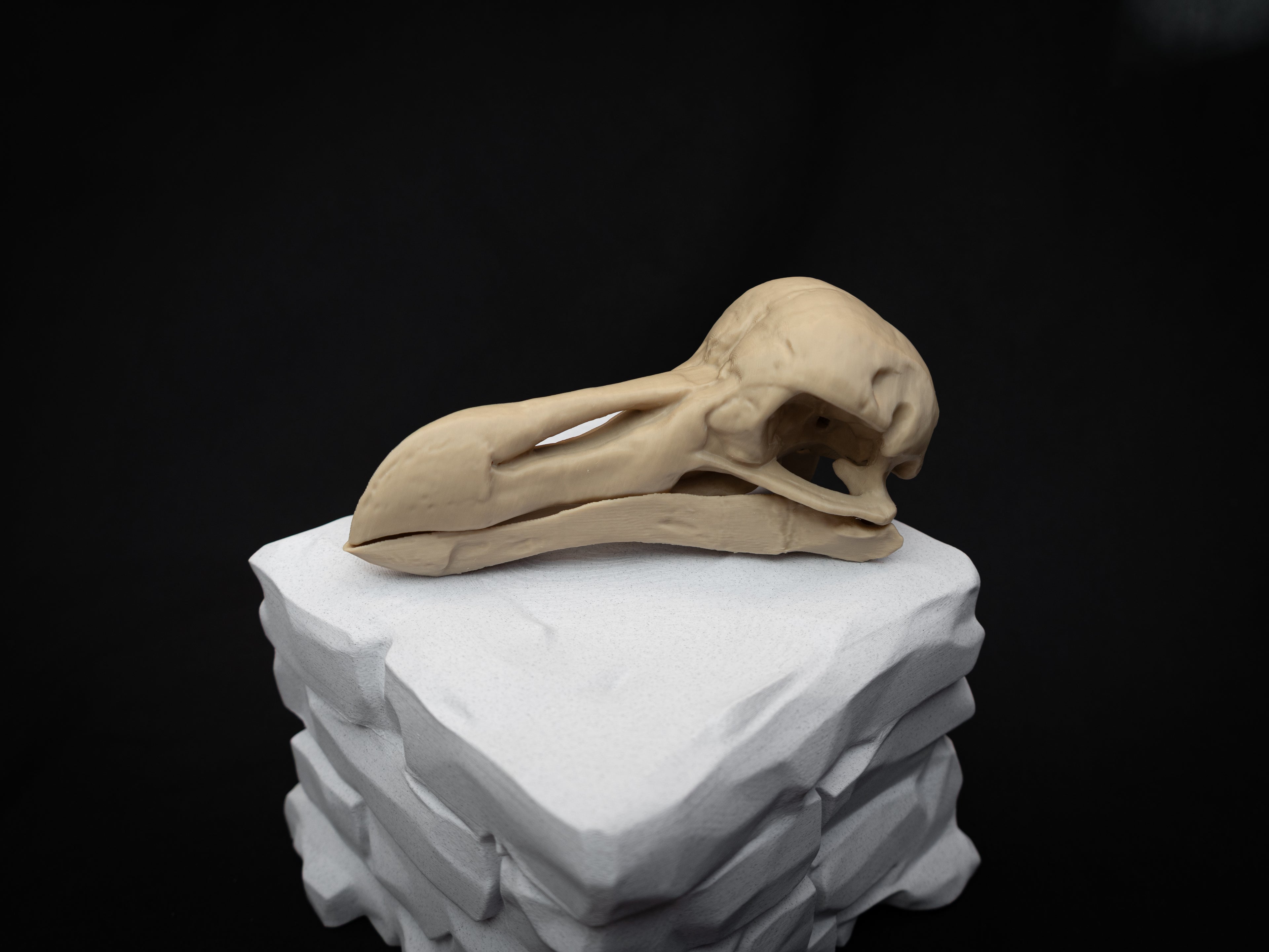 Life Size Dodo Skull Replica – Realistic 3D Printed Bone Model Display