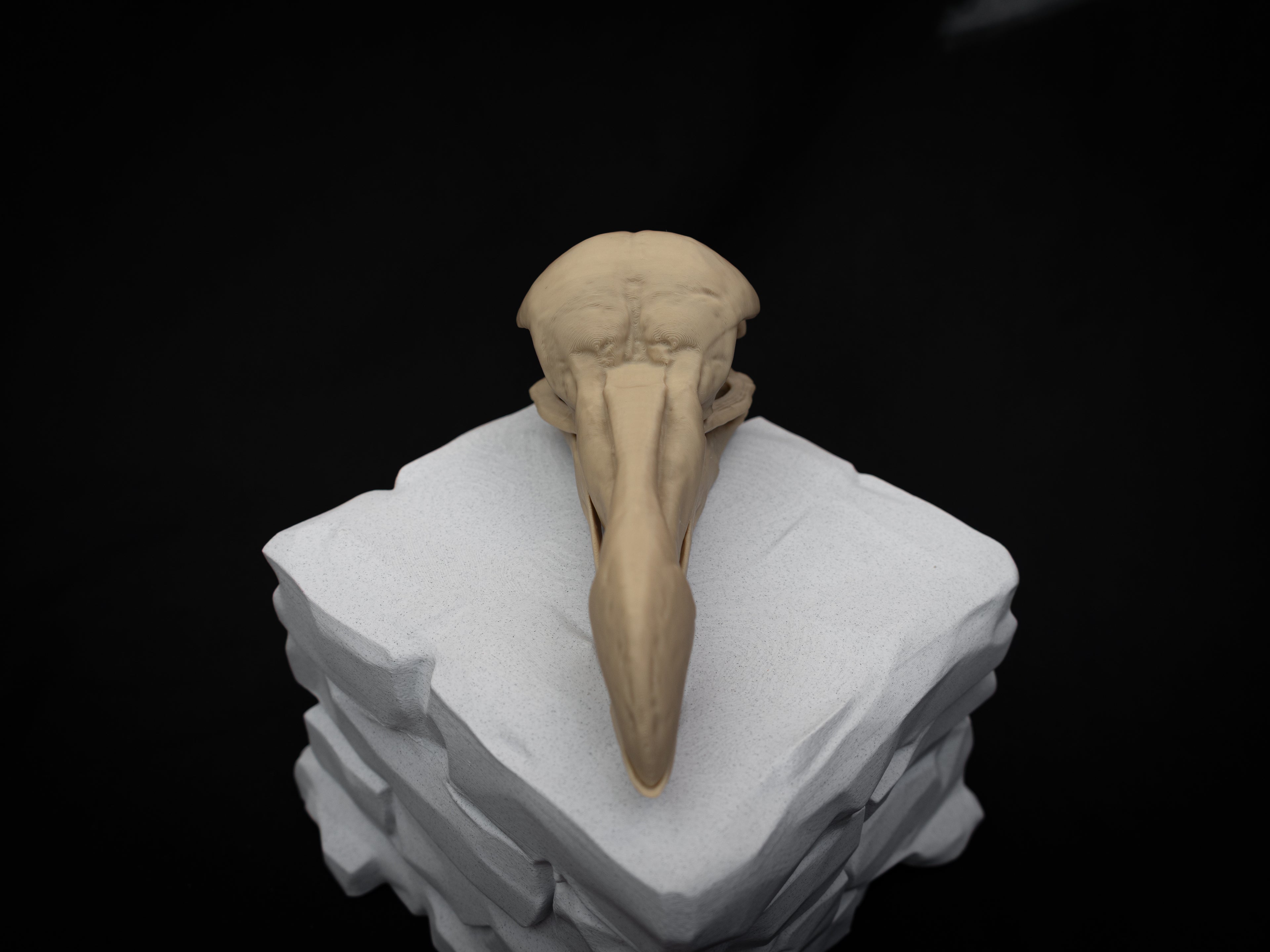 Life Size Dodo Skull Replica – Realistic 3D Printed Bone Model Display