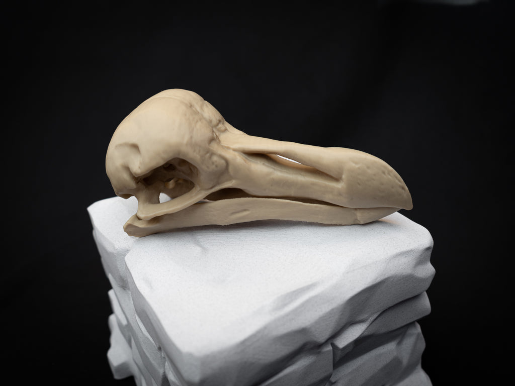 Life Size Dodo Skull Replica – Realistic 3D Printed Bone Model Display