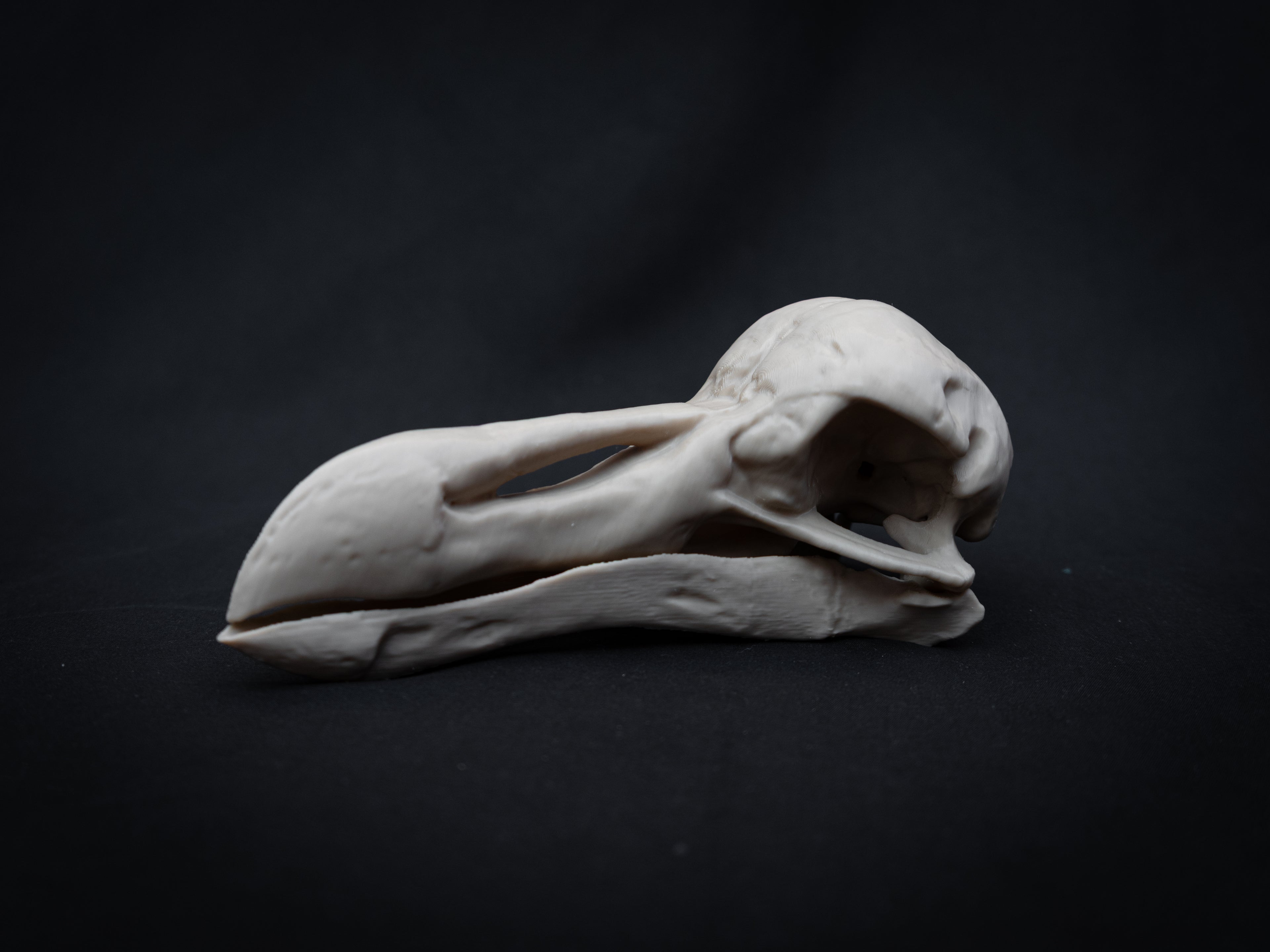 Life Size Dodo Skull Replica – Realistic 3D Printed Bone Model Display