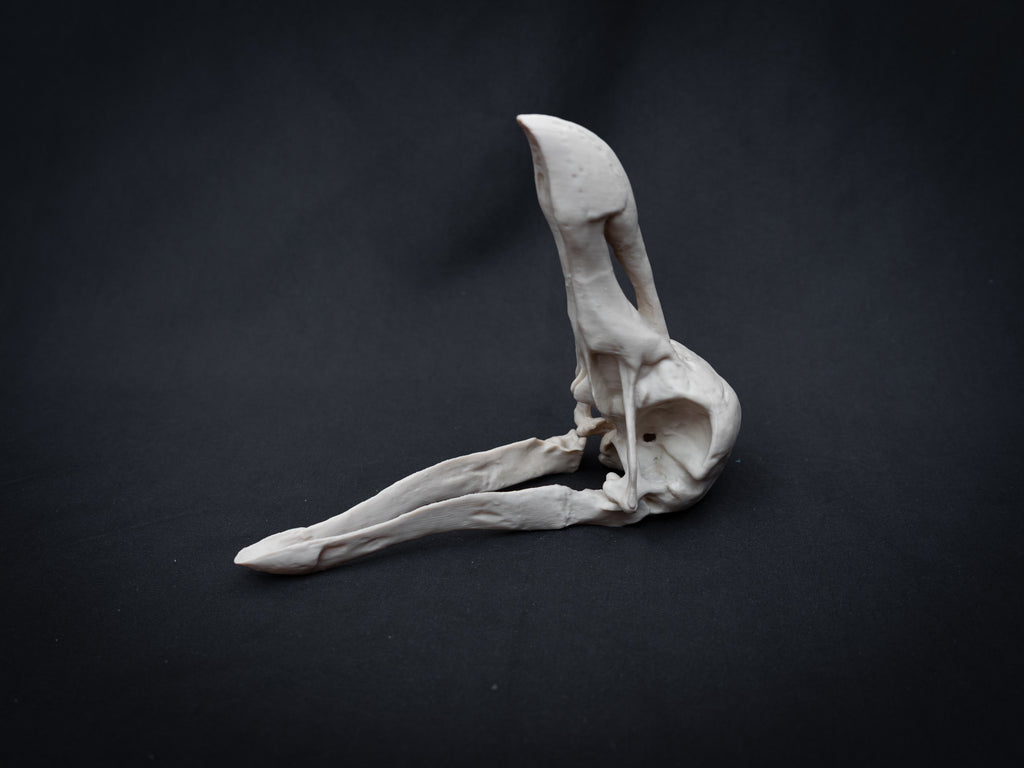 Life Size Dodo Skull Replica – Realistic 3D Printed Bone Model Display